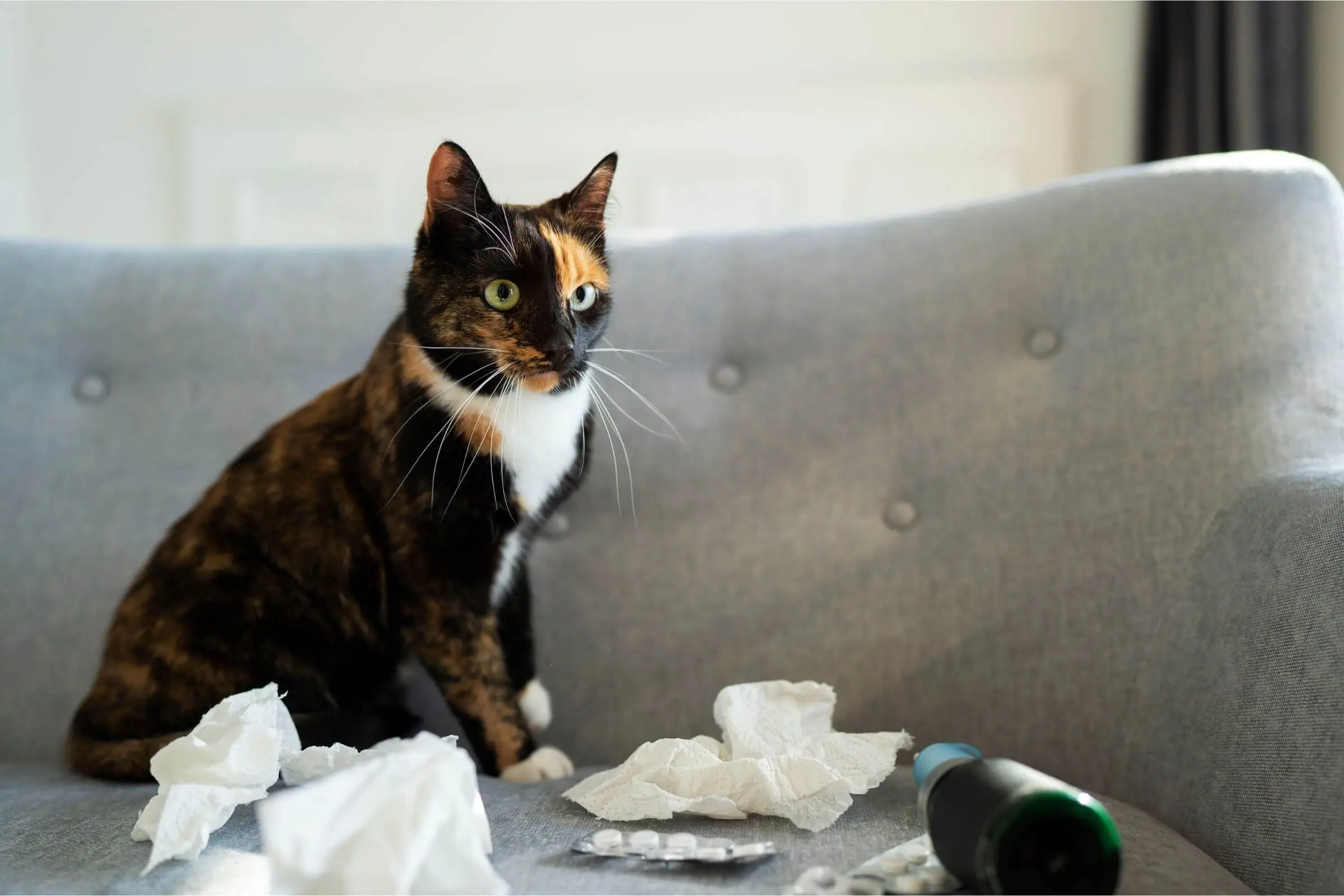 Posso dar ibuprofeno para gato?