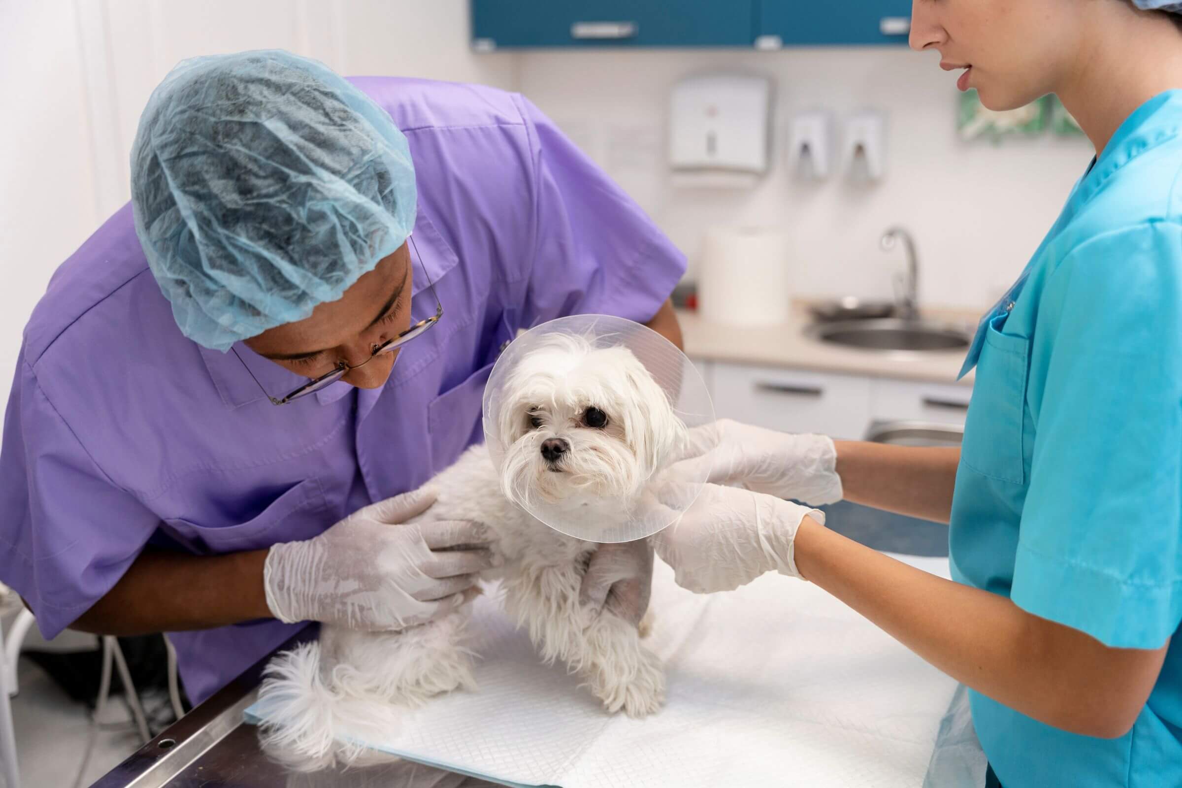 Como evitar que o pet lamba o local da cirurgia? clínica veterinária 24h