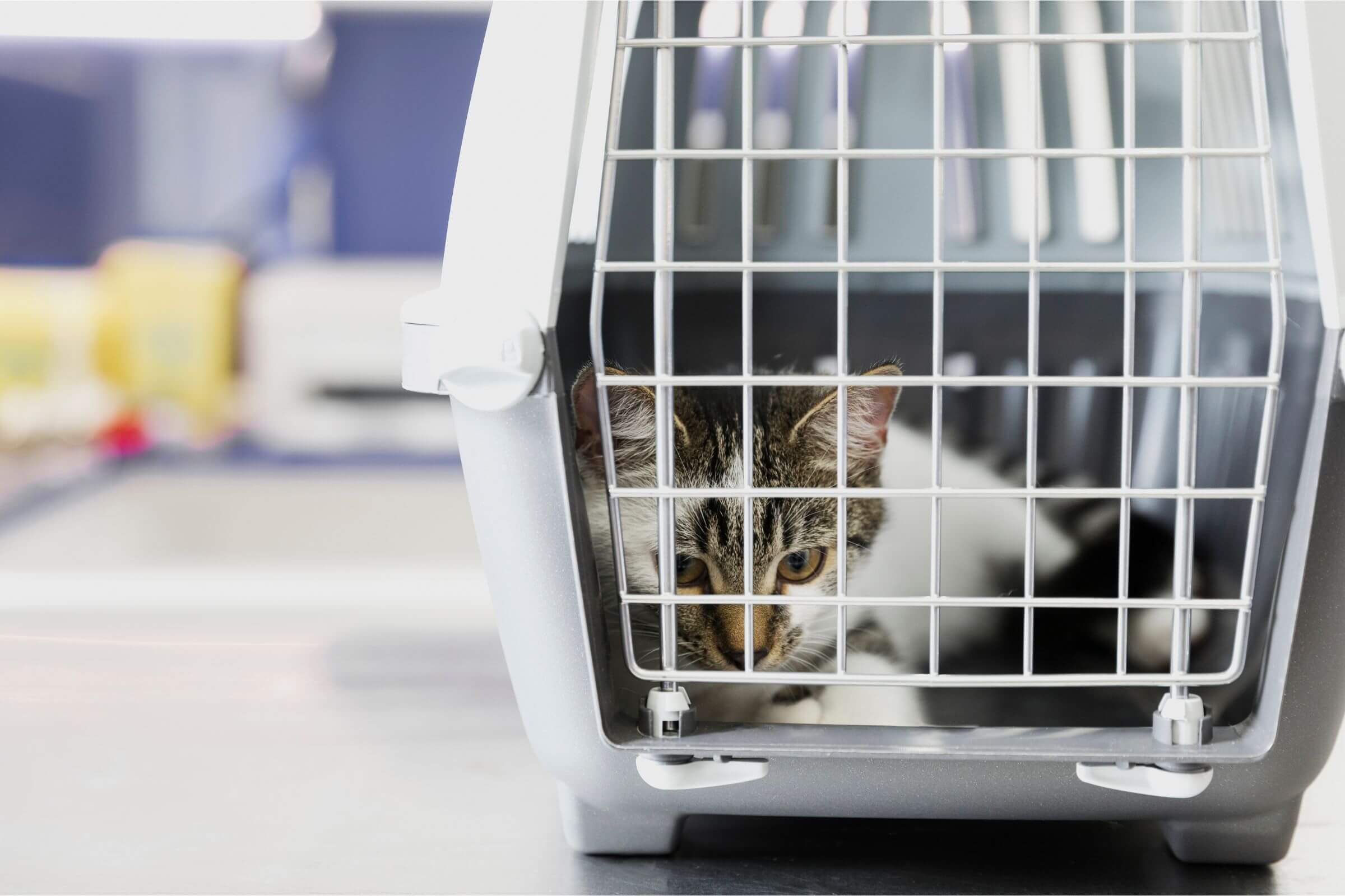 Meu pet foi mal atendido: o que fazer? clínica veterinária 24h