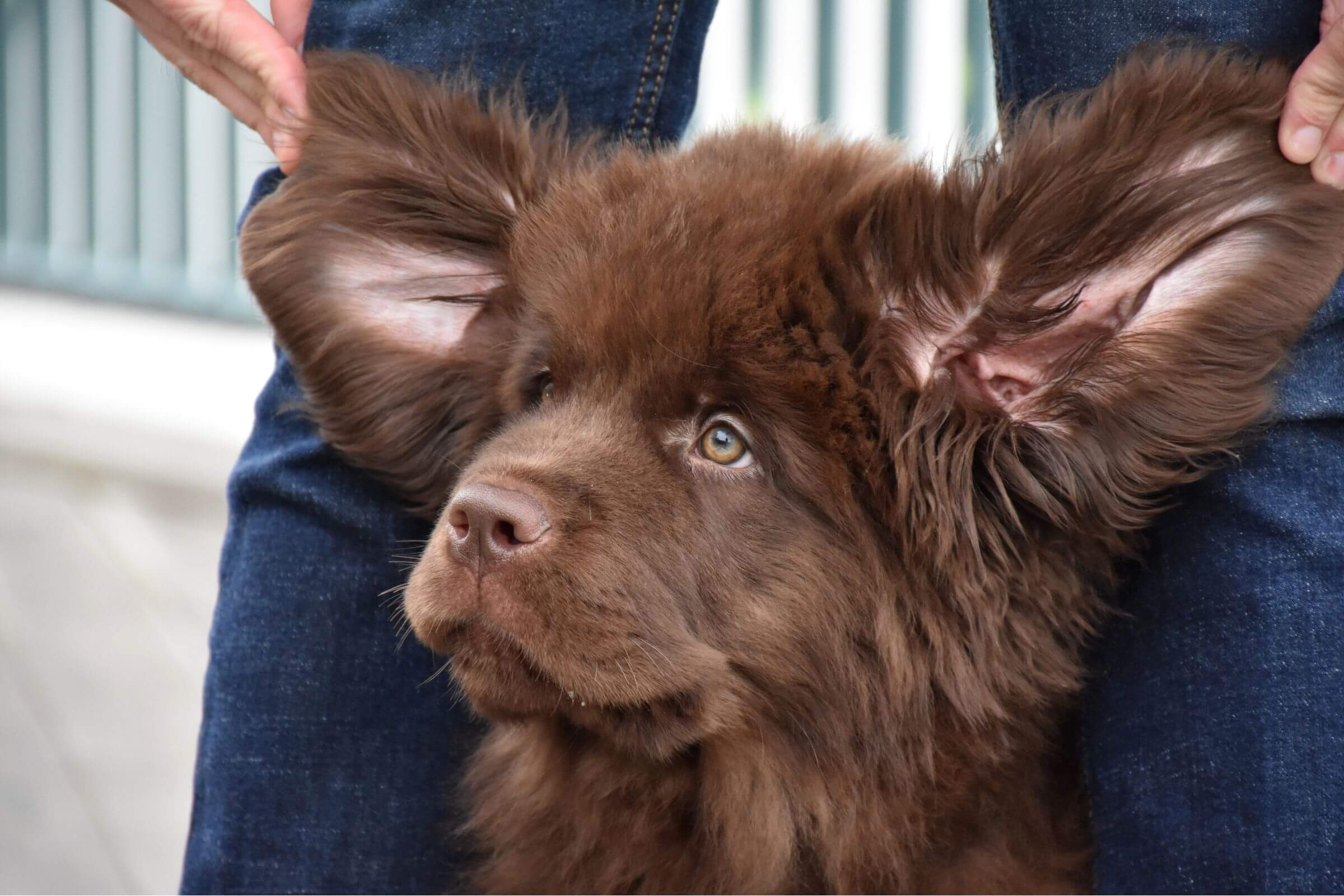 Meu pet tem mau cheiro na orelha: pode ser infecção? clínica veterinária 24h