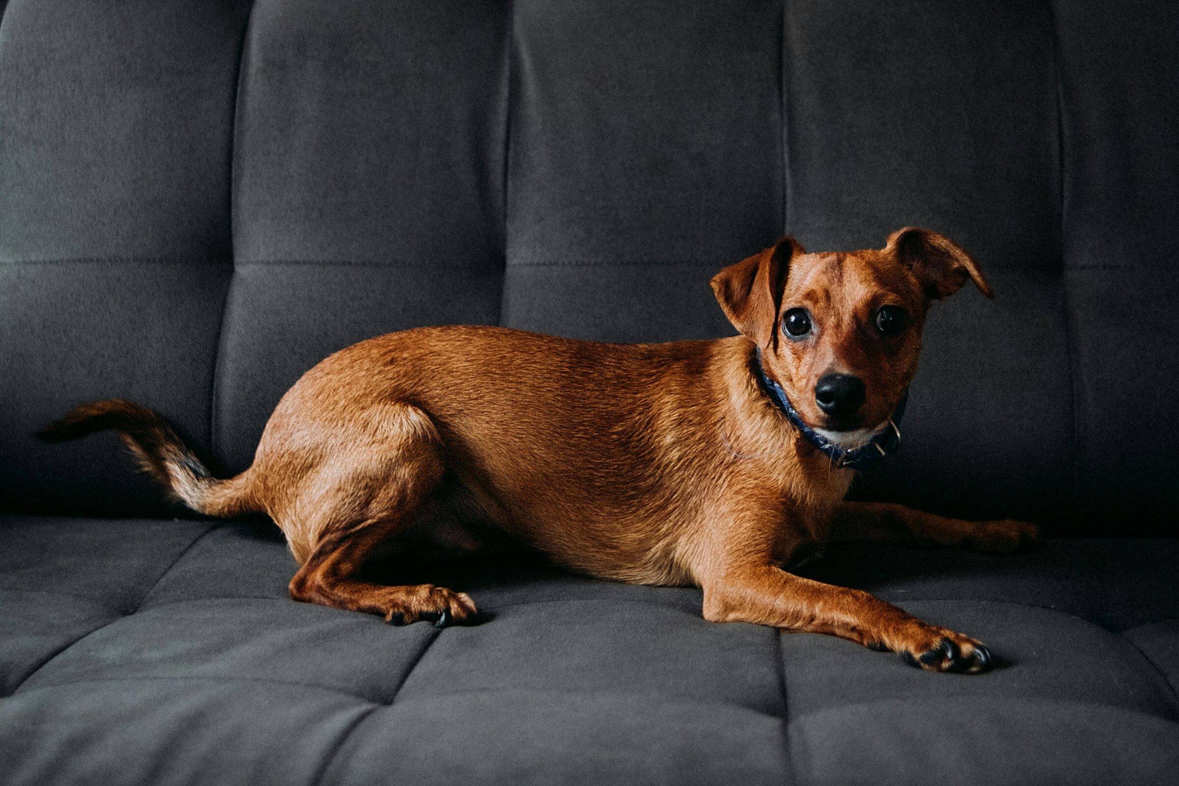 Pet com rigidez muscular: é sintoma de doença neurológica? clínica veterinária 24h