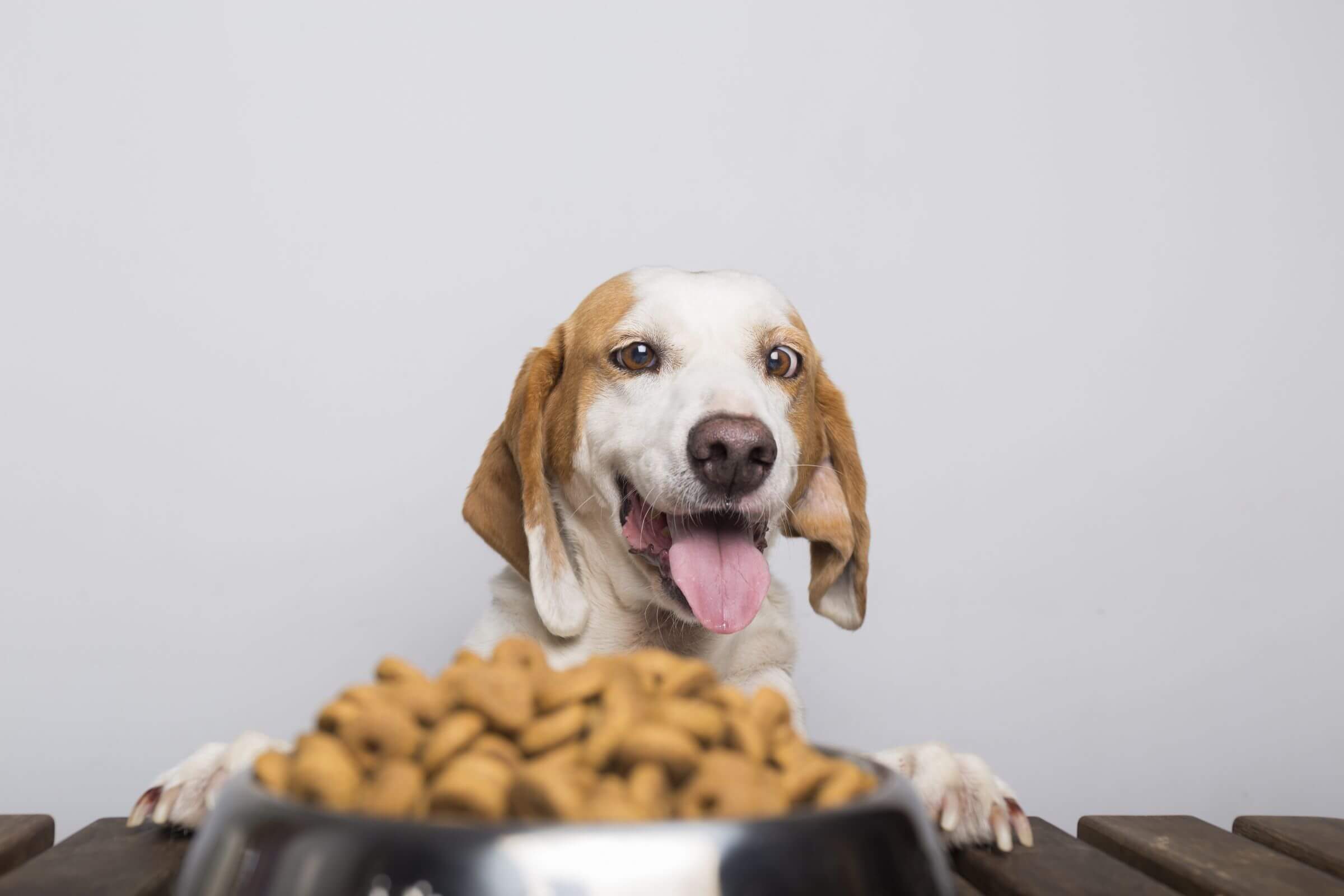 Por que meu pet está com tanta fome ultimamente? clínica veterinária 24h