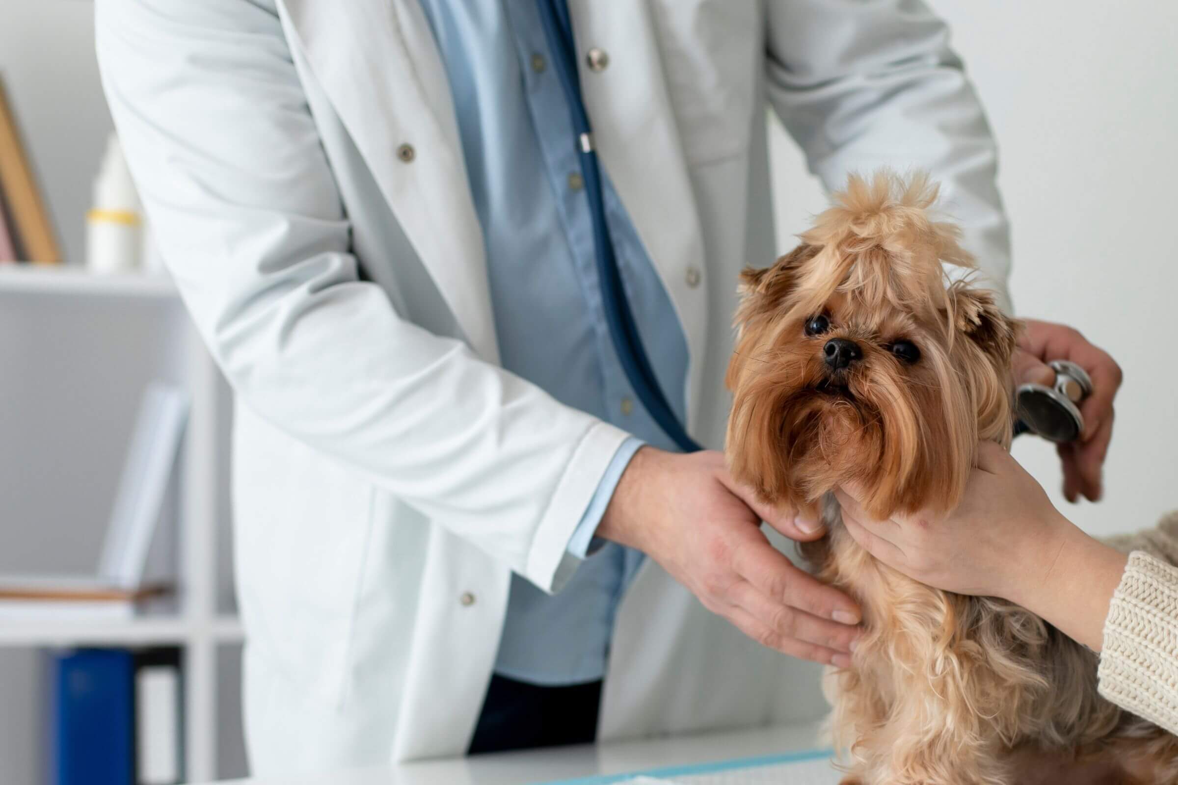 Dietas para pets com hipotireoidismo, clínica veterinária 24h
