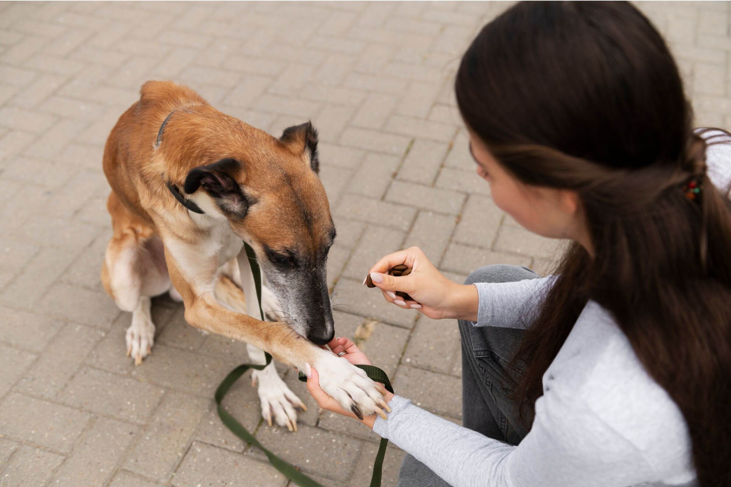 Meu pet perdeu peso sem dieta: pode ser hormonal? clínica veterinária 24h