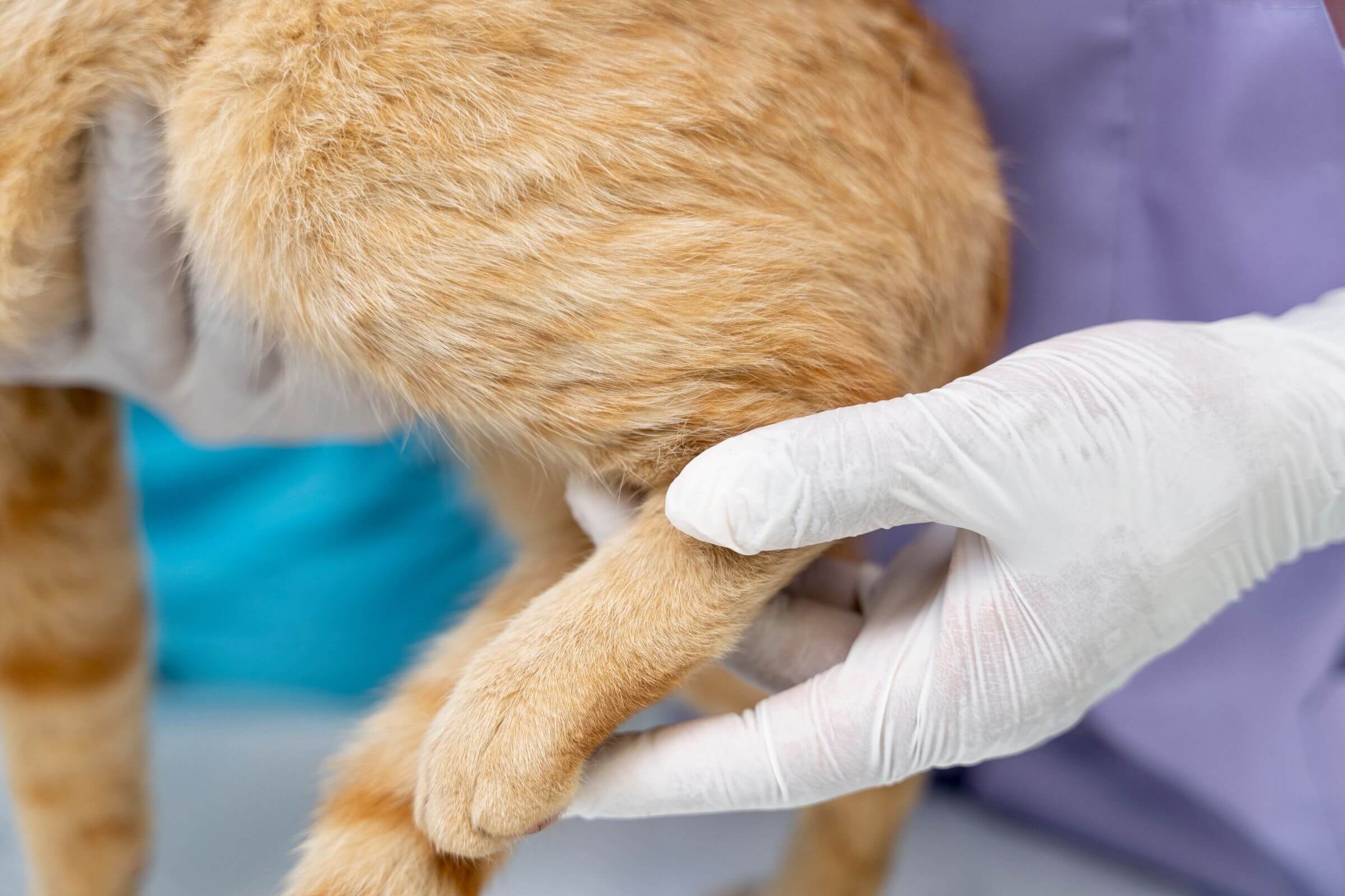 Pós-operatório de cirurgia ortopédica: cuidados essenciais, clínica veterinária 24h