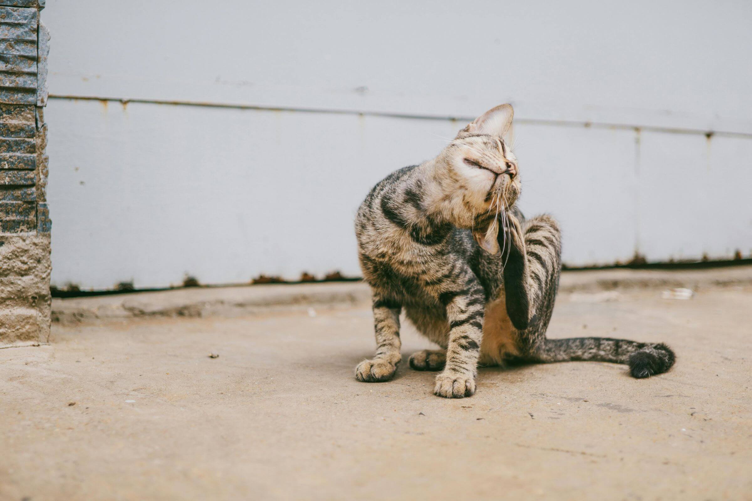 Meu pet está coçando demais: como saber se é alergia? clínica veterinária 24h