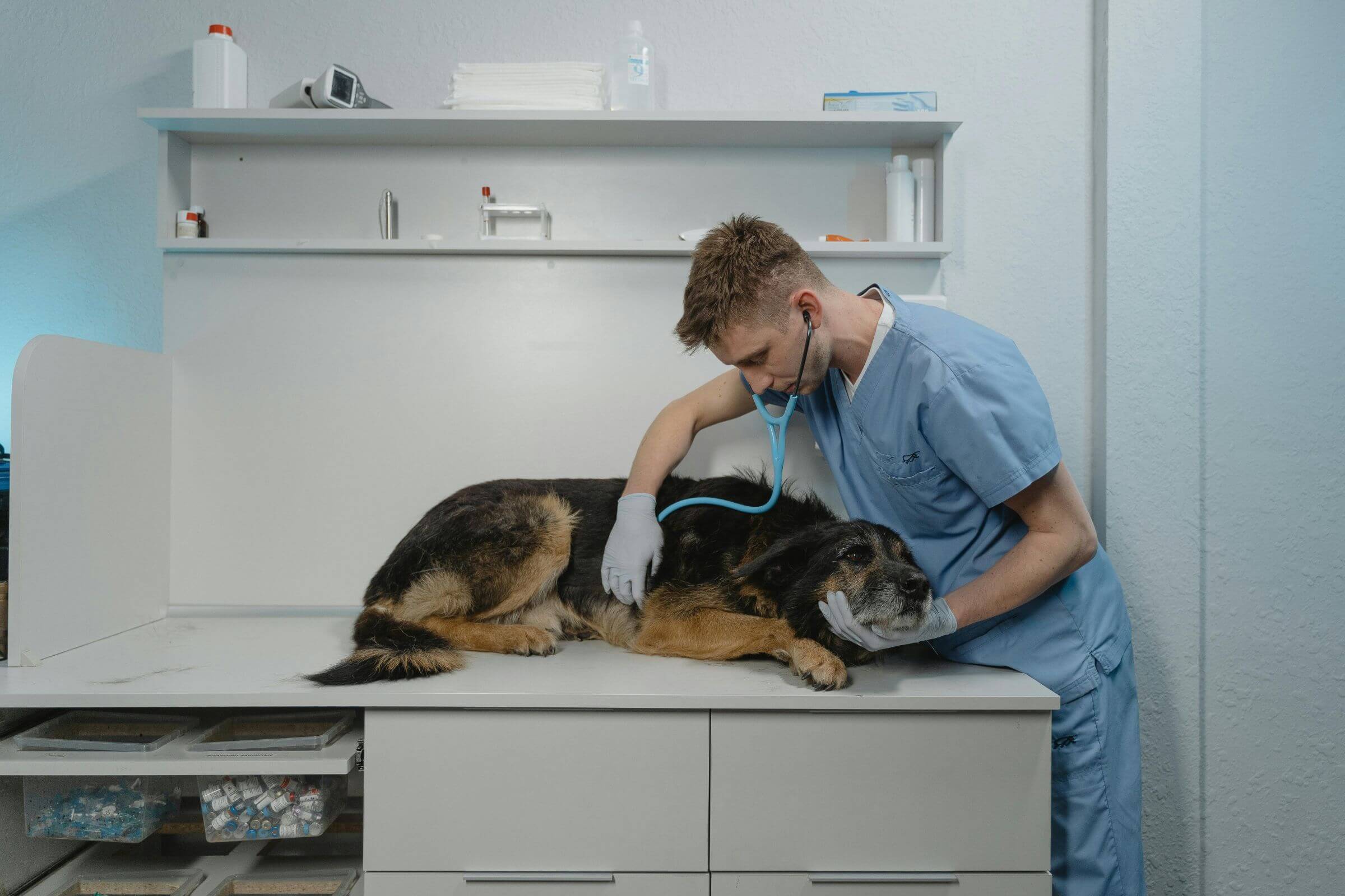 Diferença entre sopro funcional e patológico, clínica veterinária 24h