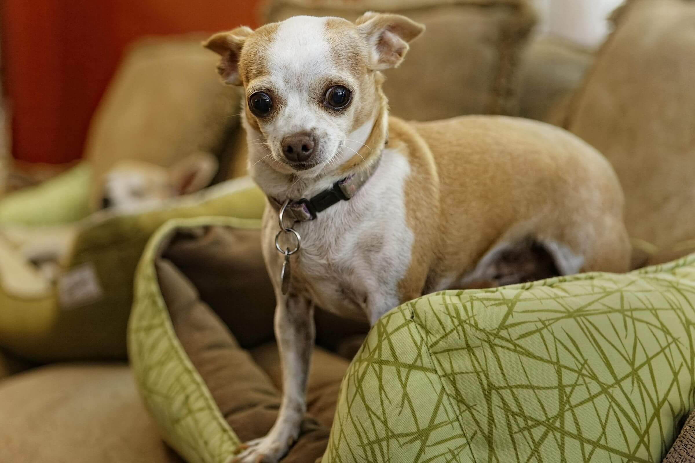 Meu cachorro treme mesmo sem estar com frio: é normal? clínica veterinária 24h