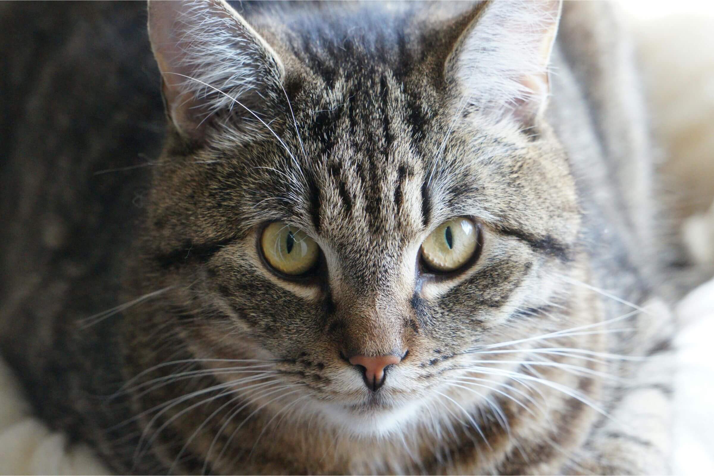 Meu pet tem episódios de tremedeira: é neurológico? clínica veterinária 24h