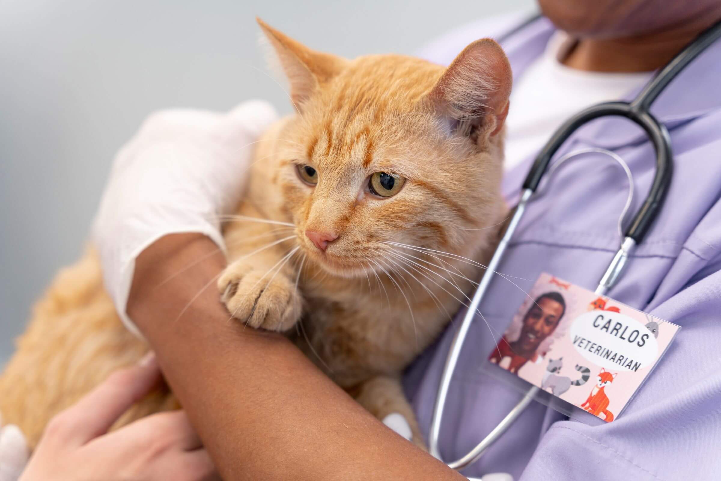 Gato com ureia alta: precisa internar? clínica veterinária 24h