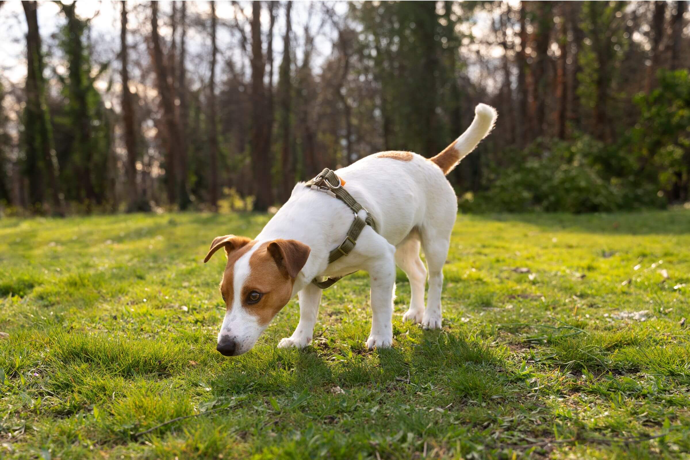 Meu cachorro está urinando muito: pode ser diabetes ou rim? clínica veterinária 24h