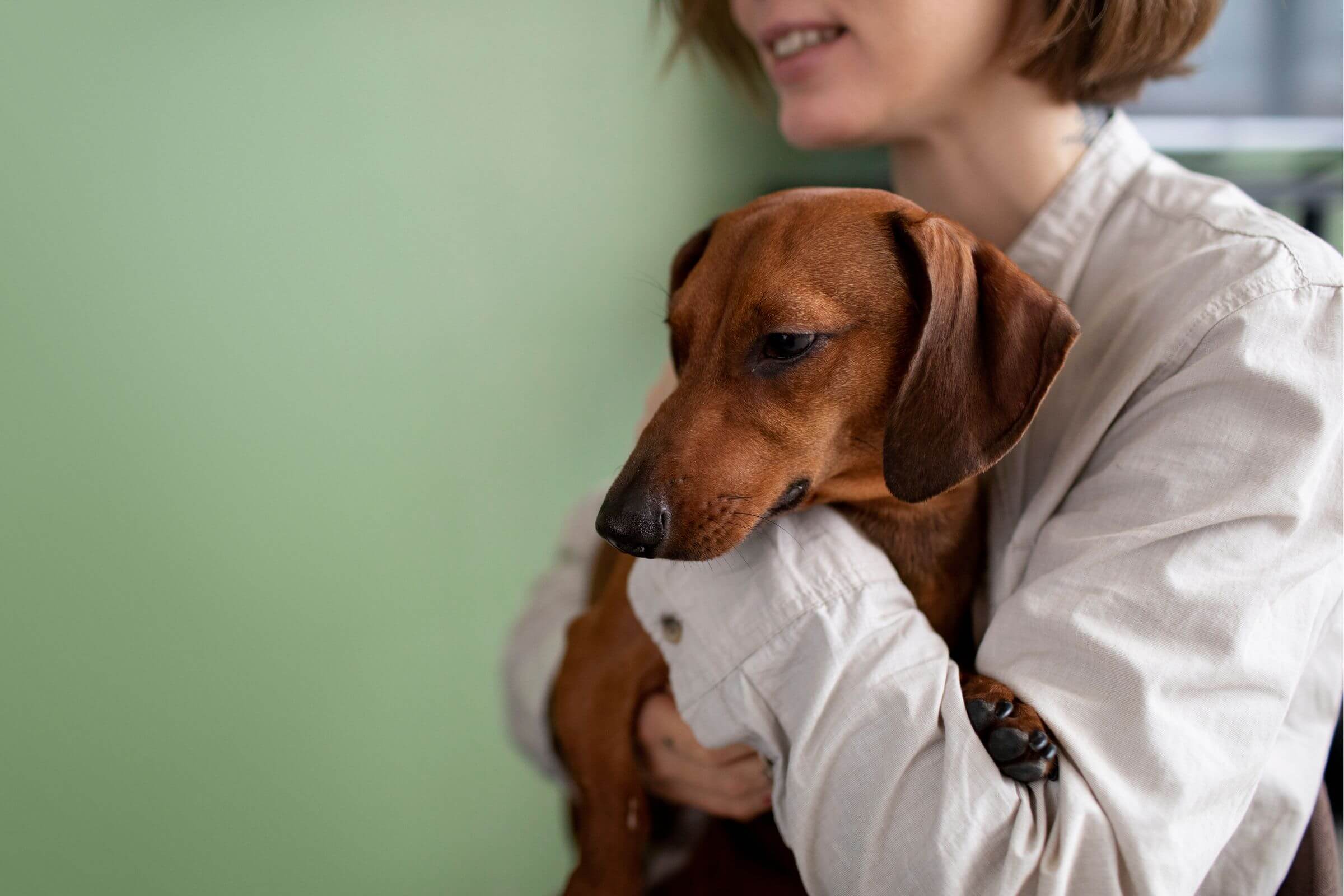 Pets com desequilíbrio hormonal precisam de acompanhamento vitalício? clínica veterinária 24h