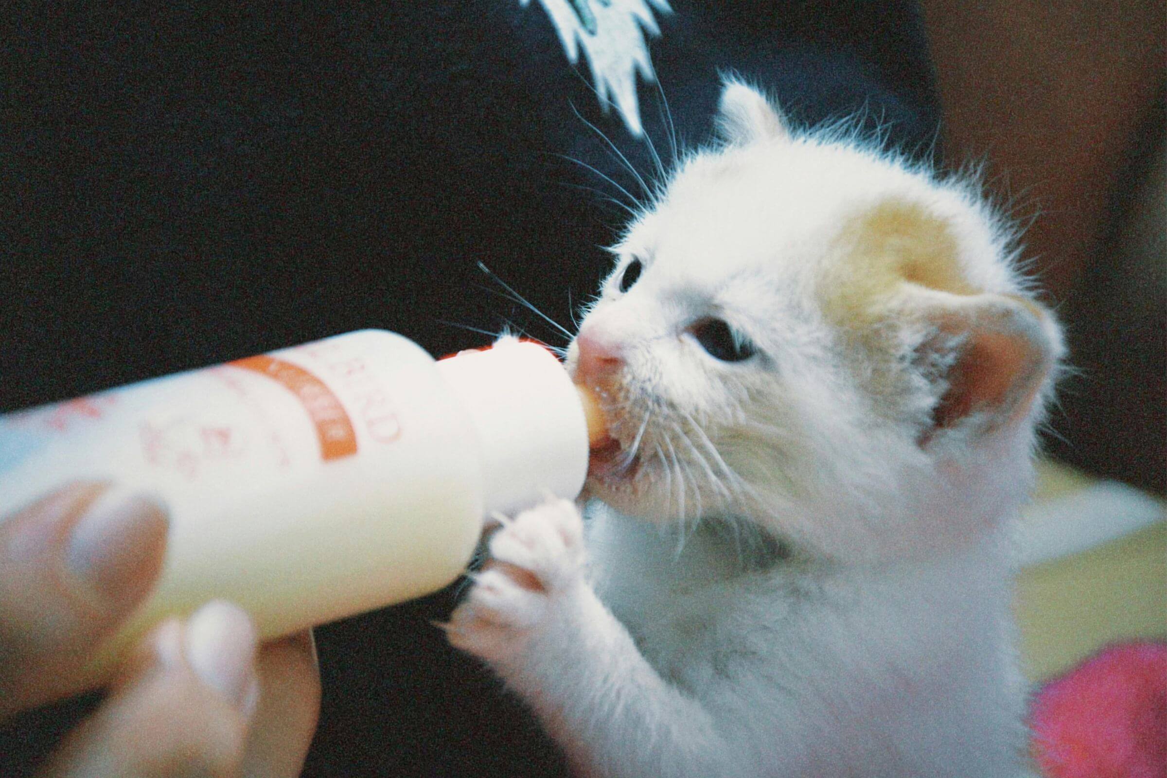 Gato pode tomar leite? clínica veterinária 24h