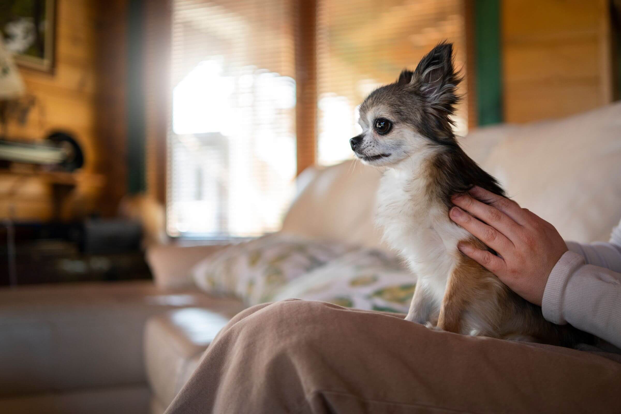 O que fazer se meu cachorro tiver um ataque de ansiedade? clínica veterinária 24h