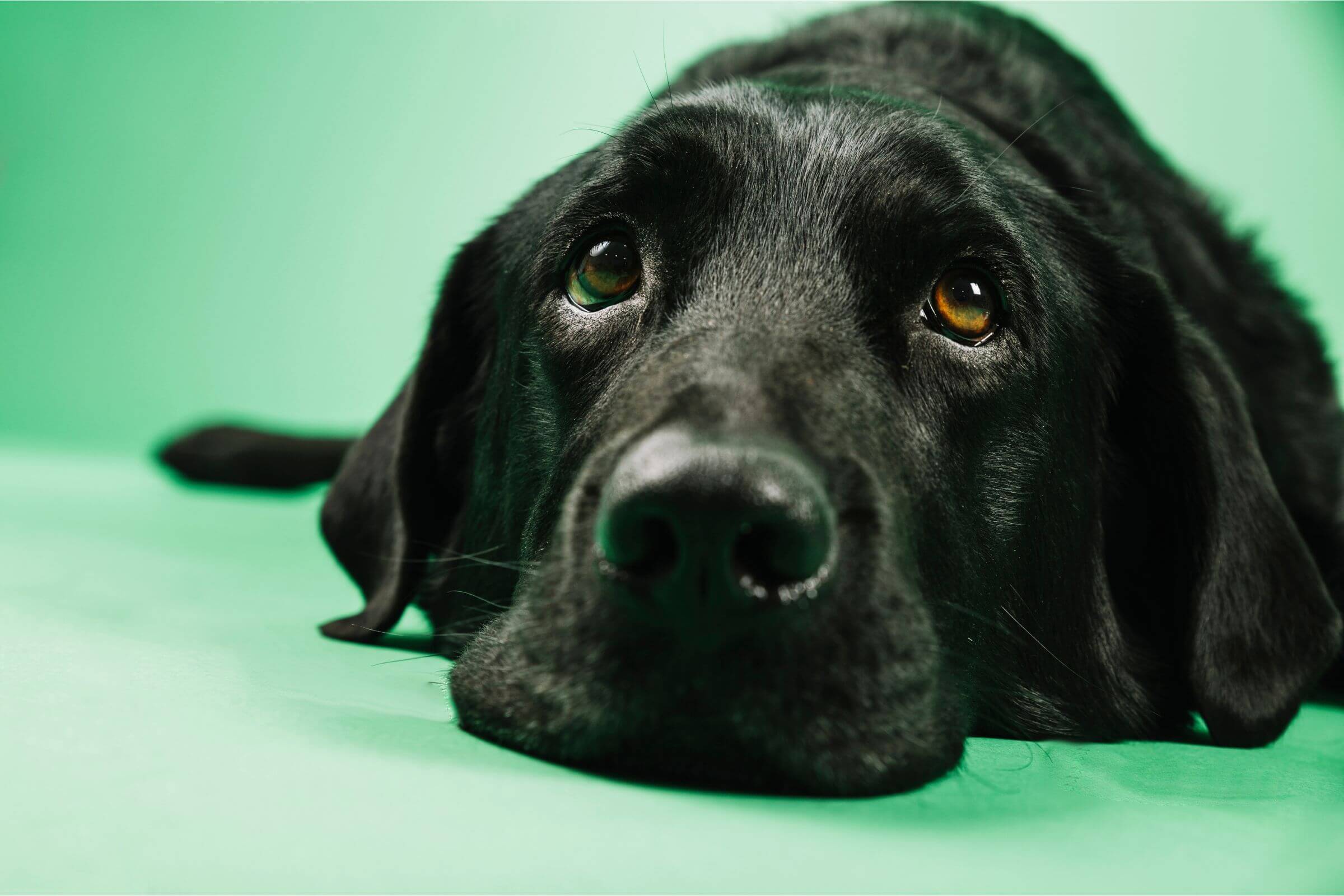 Meu pet tem medo de barulho: como ajudá-lo? clínica veterinária 24h