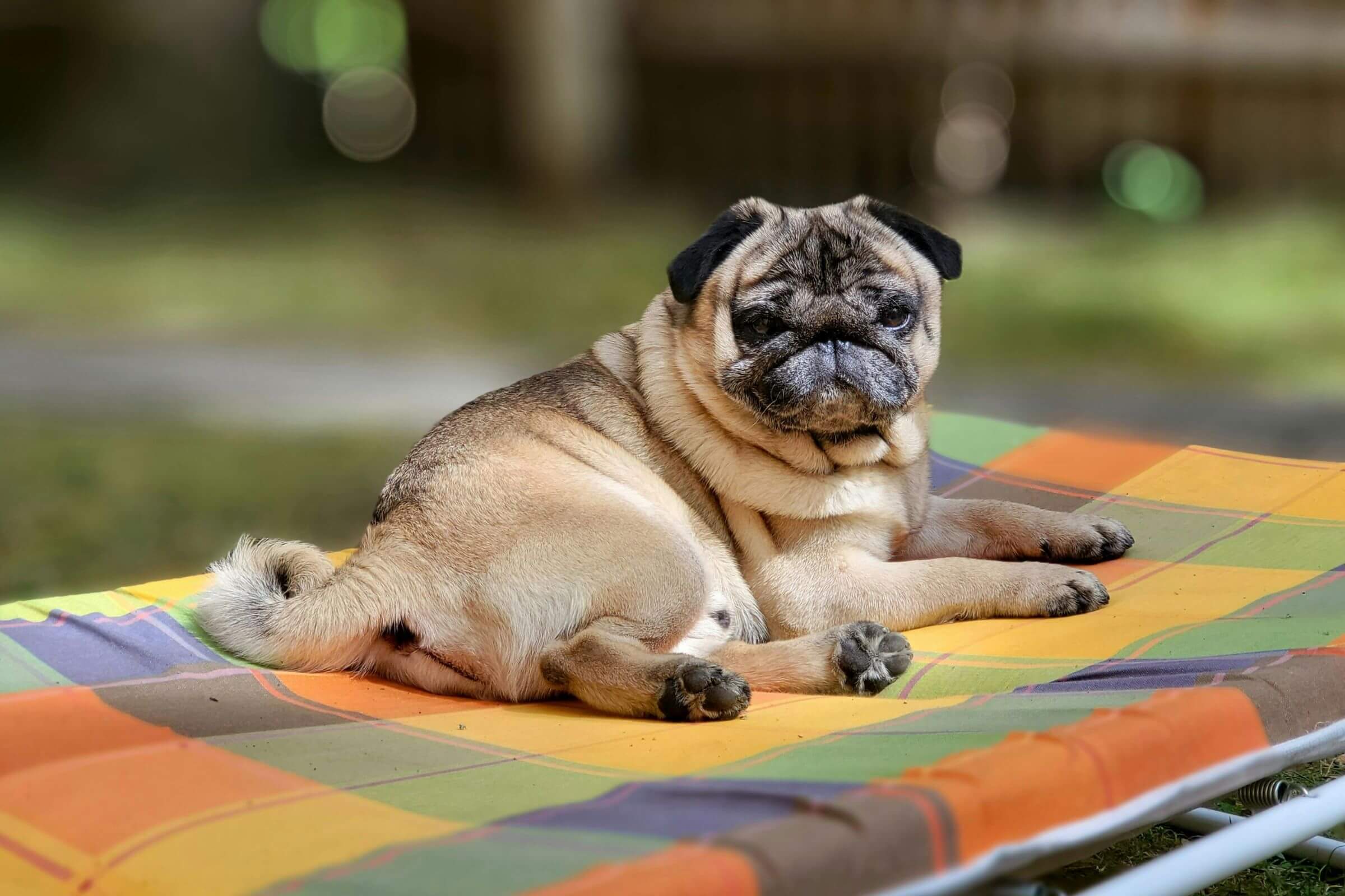Como saber se meu cachorro está obeso? clínica veterinária 24h