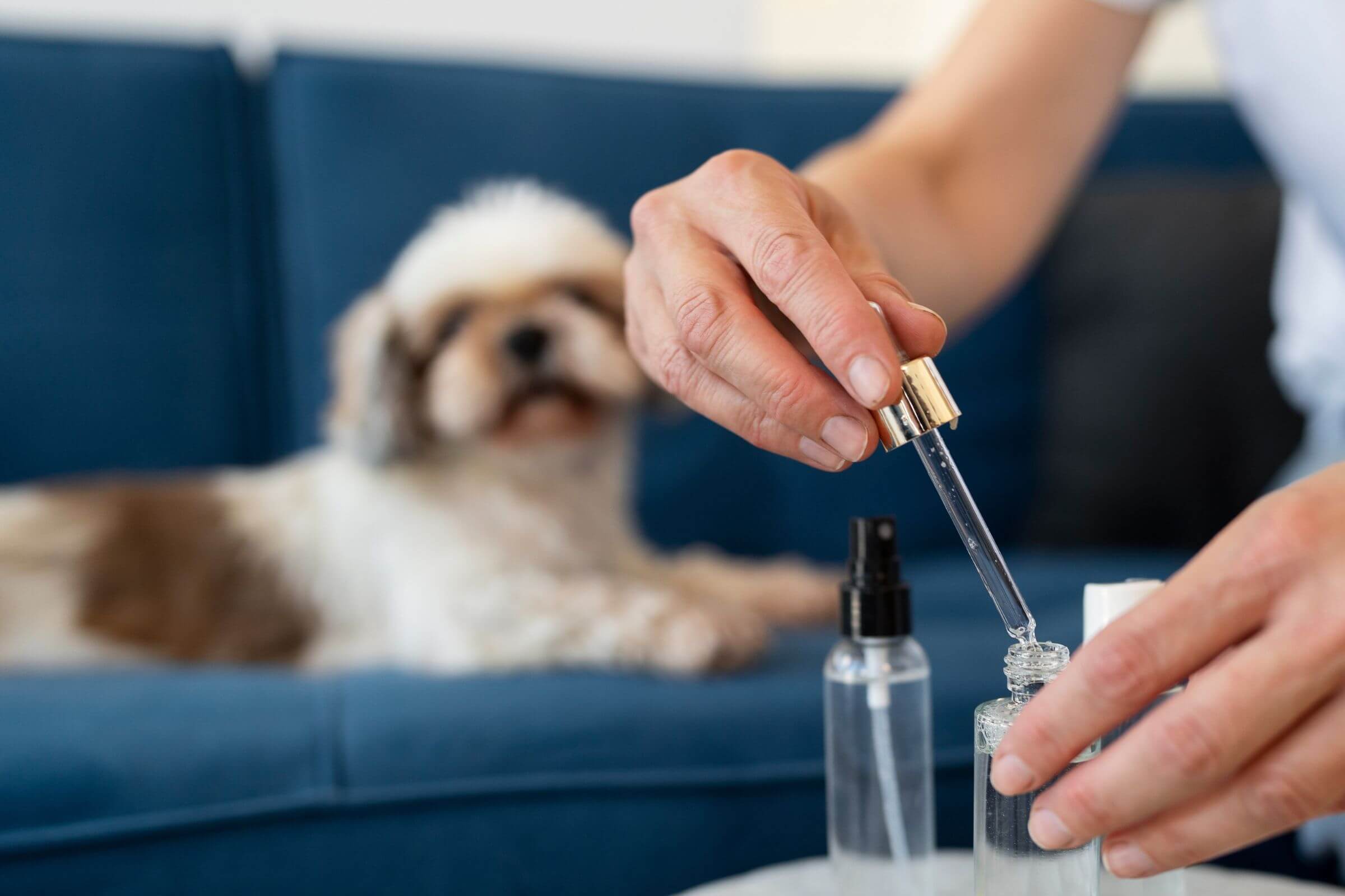 Qual o risco da automedicação em pets com doenças hormonais? clínica veterinária 24h