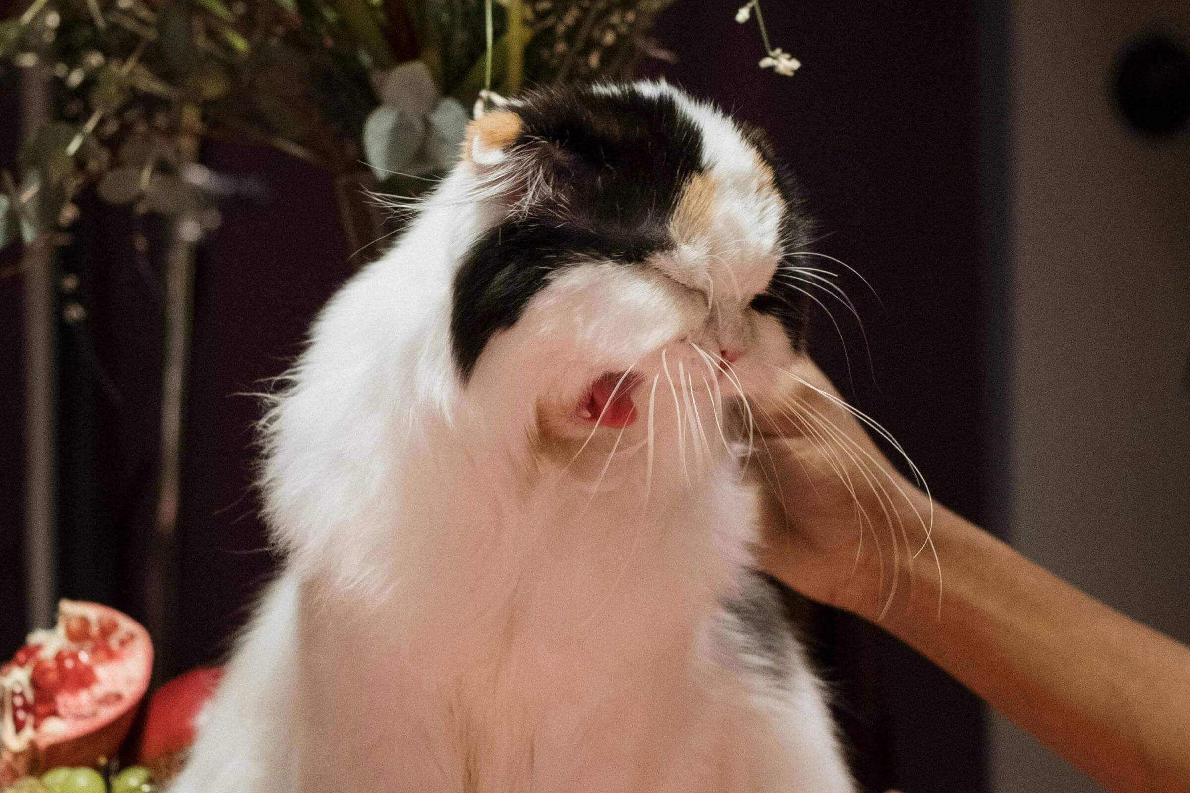 Meu pet está espirrando muito: pode ser gripe? clínica veterinária 24h