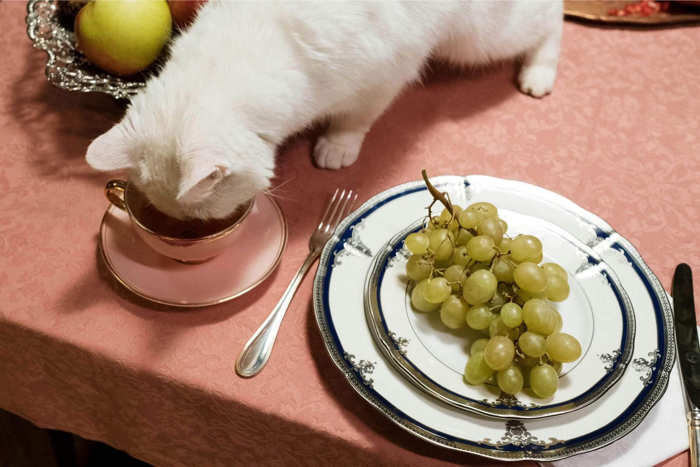 O que fazer se o pet comer algo tóxico? clínica veterinária 24h