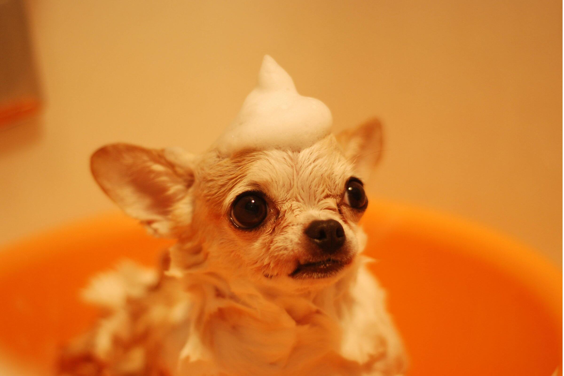 Posso dar banho no meu pet em casa com qualquer shampoo? clínica veterinária 24h