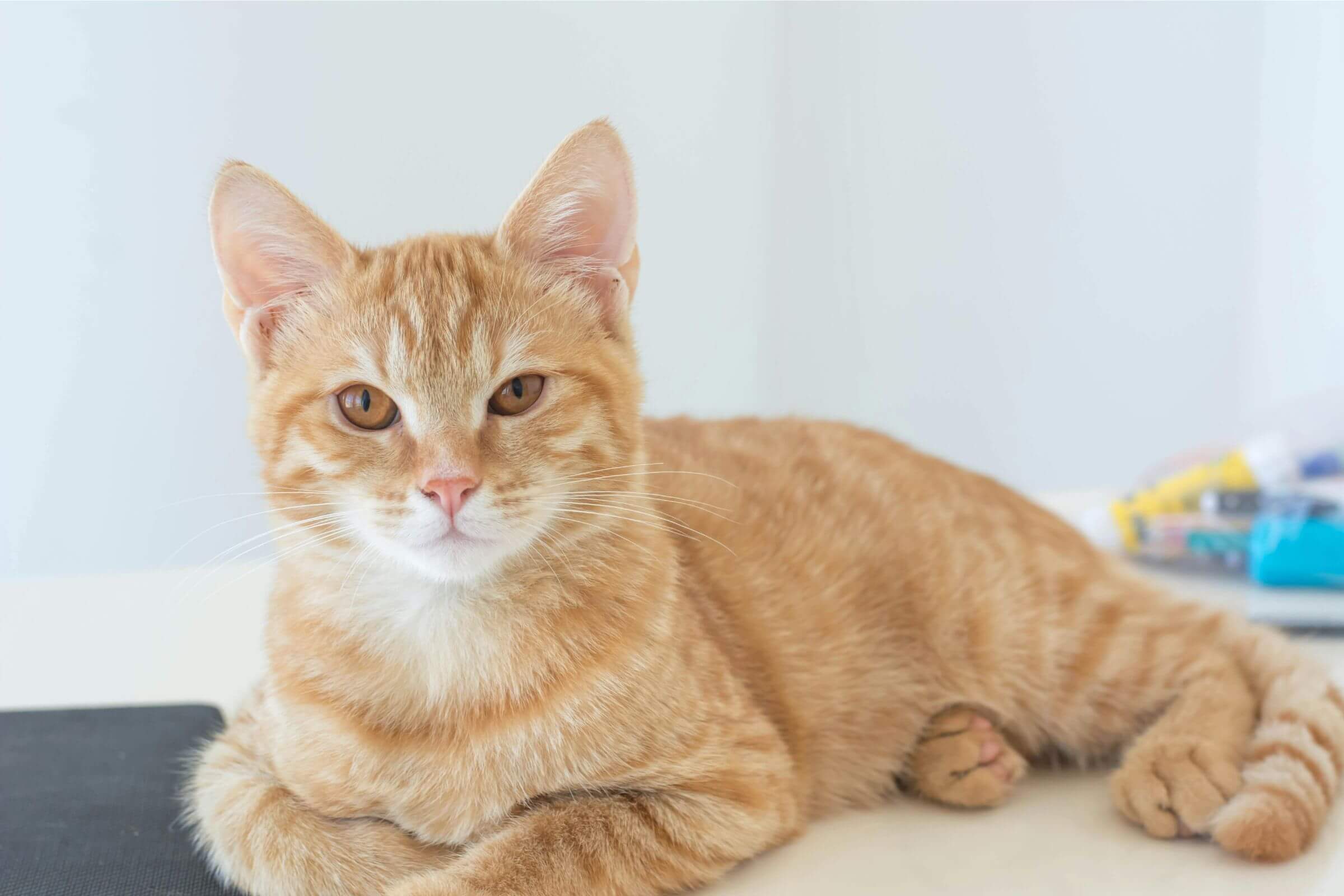 Gato diabético pode viver muitos anos? clínica veterinária 24h