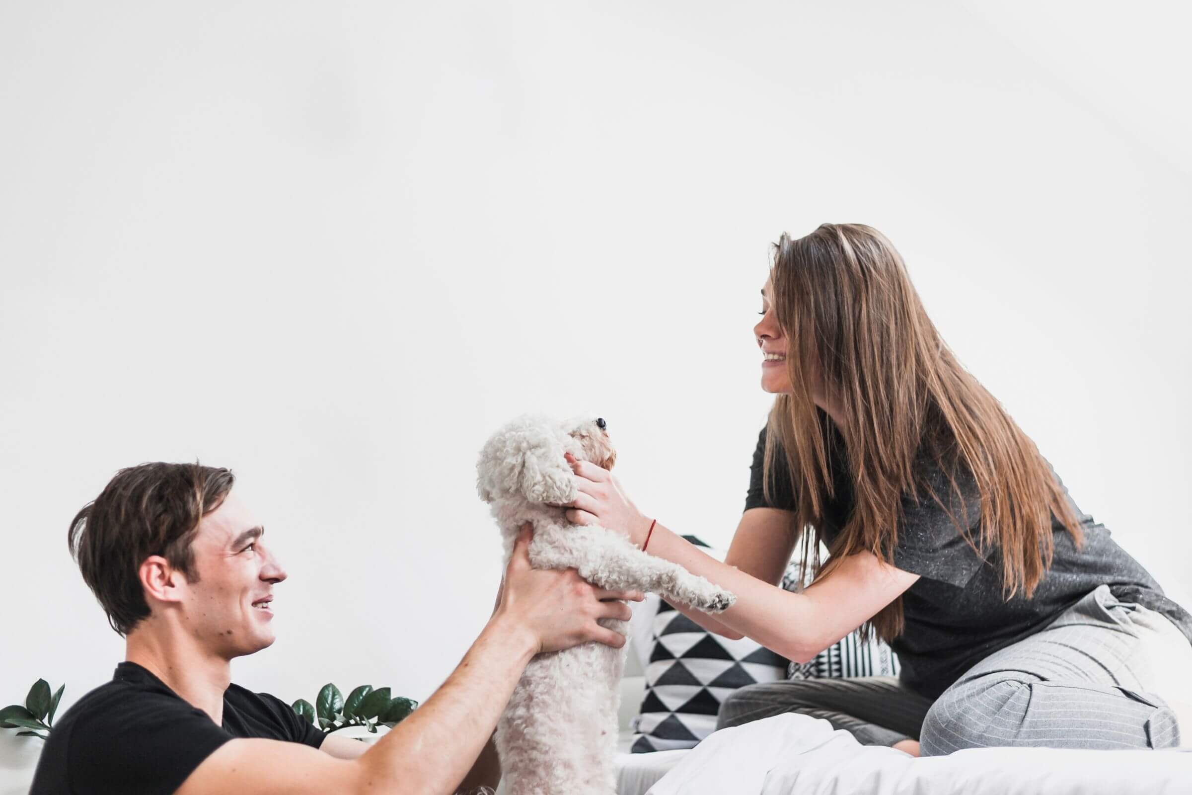 Como adaptar um pet adotado na nova casa? clínica veterinária 24h