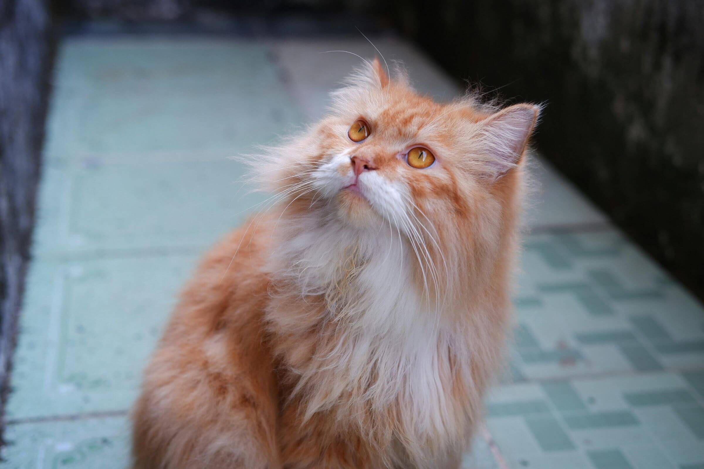 Gato com muito pelo vomita mais? clínica veterinária 24h