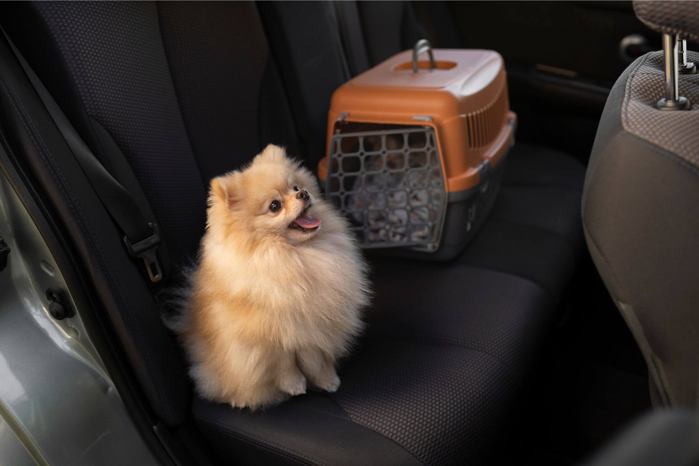 Como manter meu pet calmo em viagens? clínica veterinária 24h
