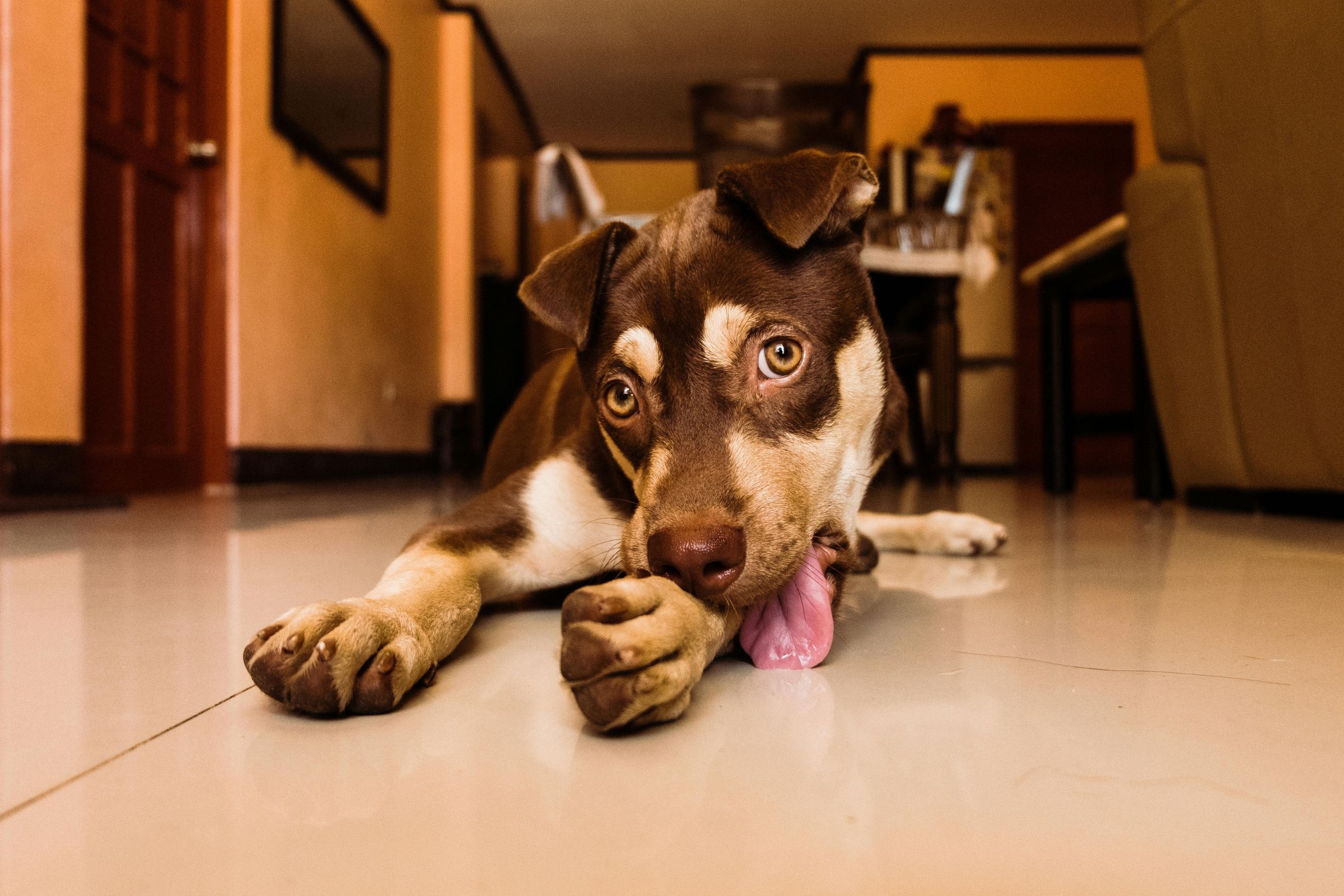 O que significa quando o cachorro lambe muito as patas? clínica veterinária 24h
