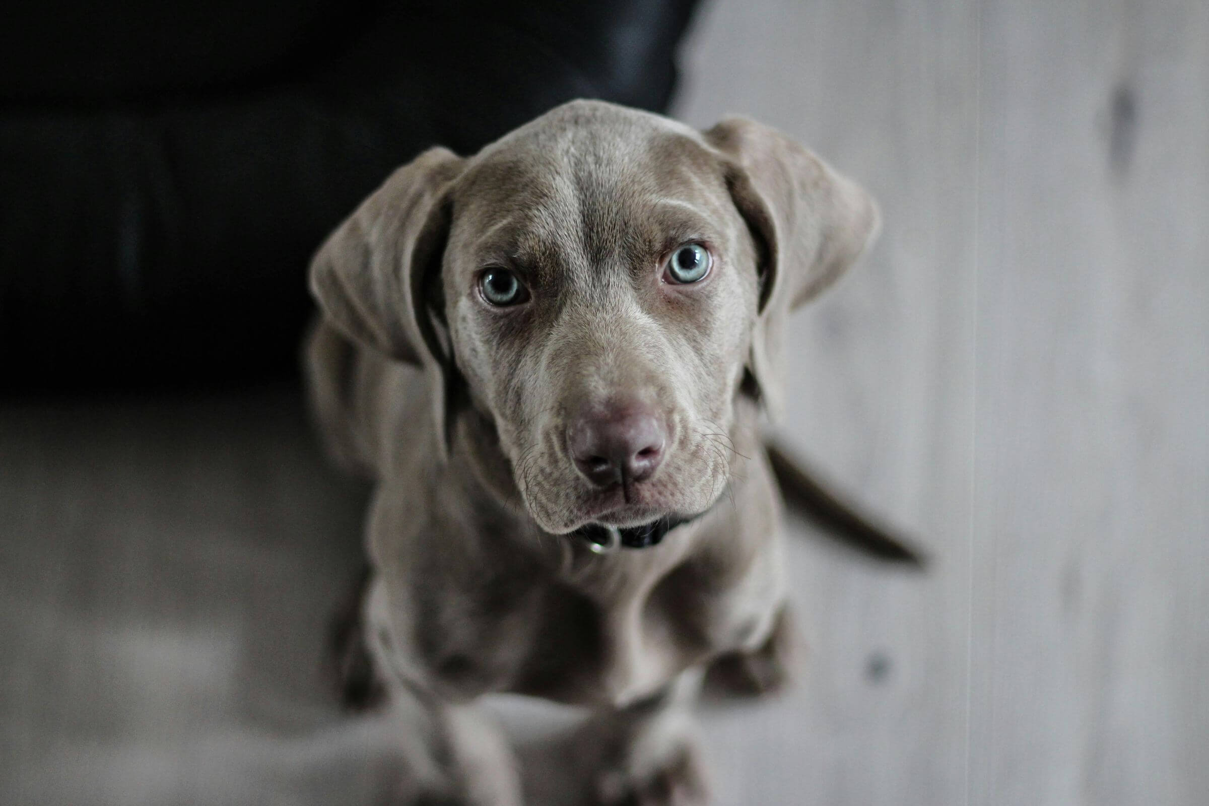 Como saber se meu pet está desidratado? clínica veterinária 24h