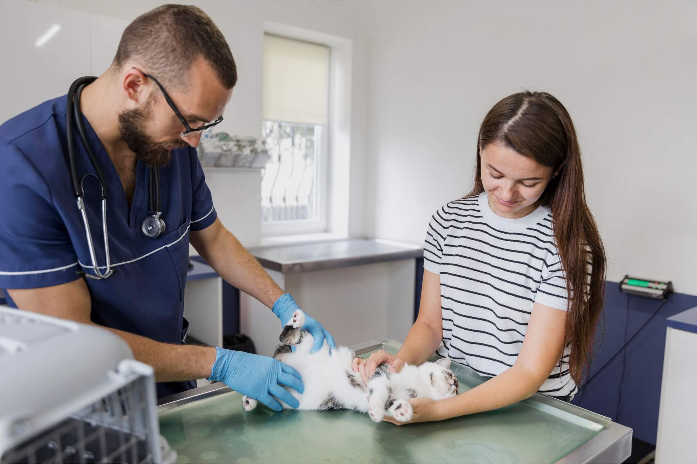 Meu pet tirou pontos: e agora? clínica veterinária 24h