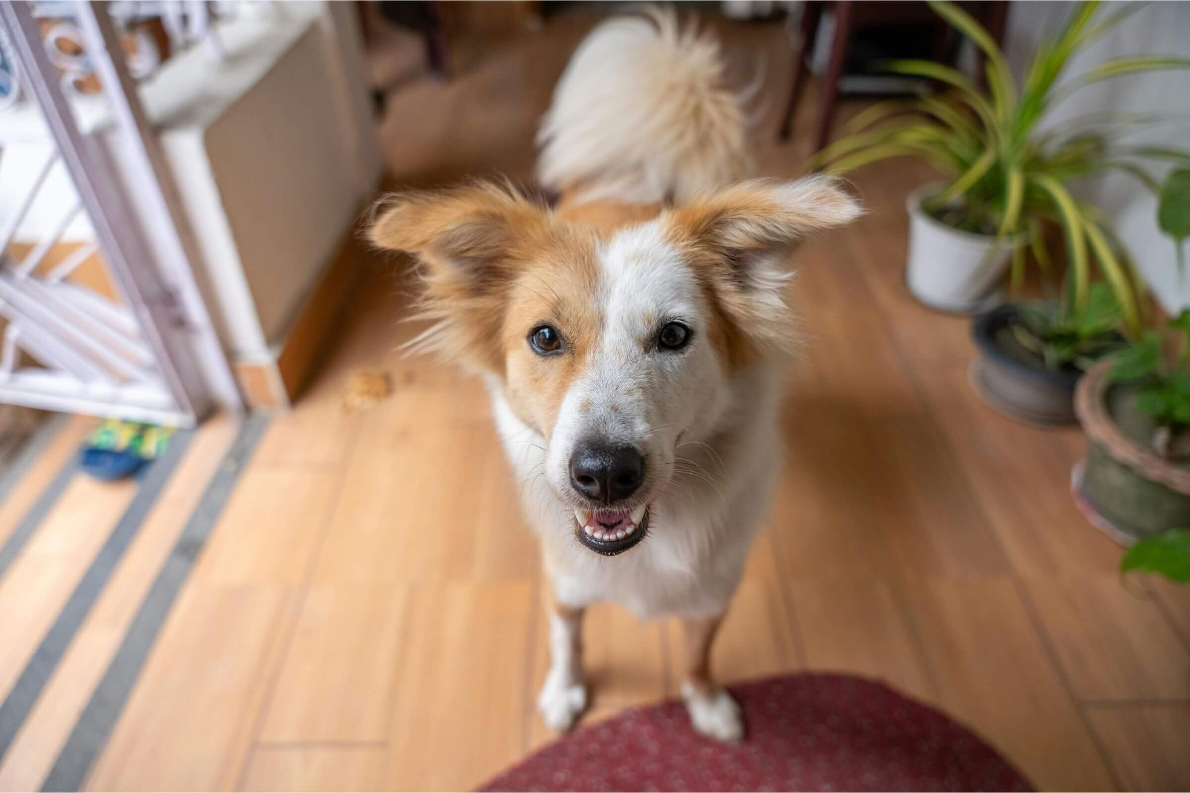 Meu cachorro late demais: tem solução? clínica veterinária 24h