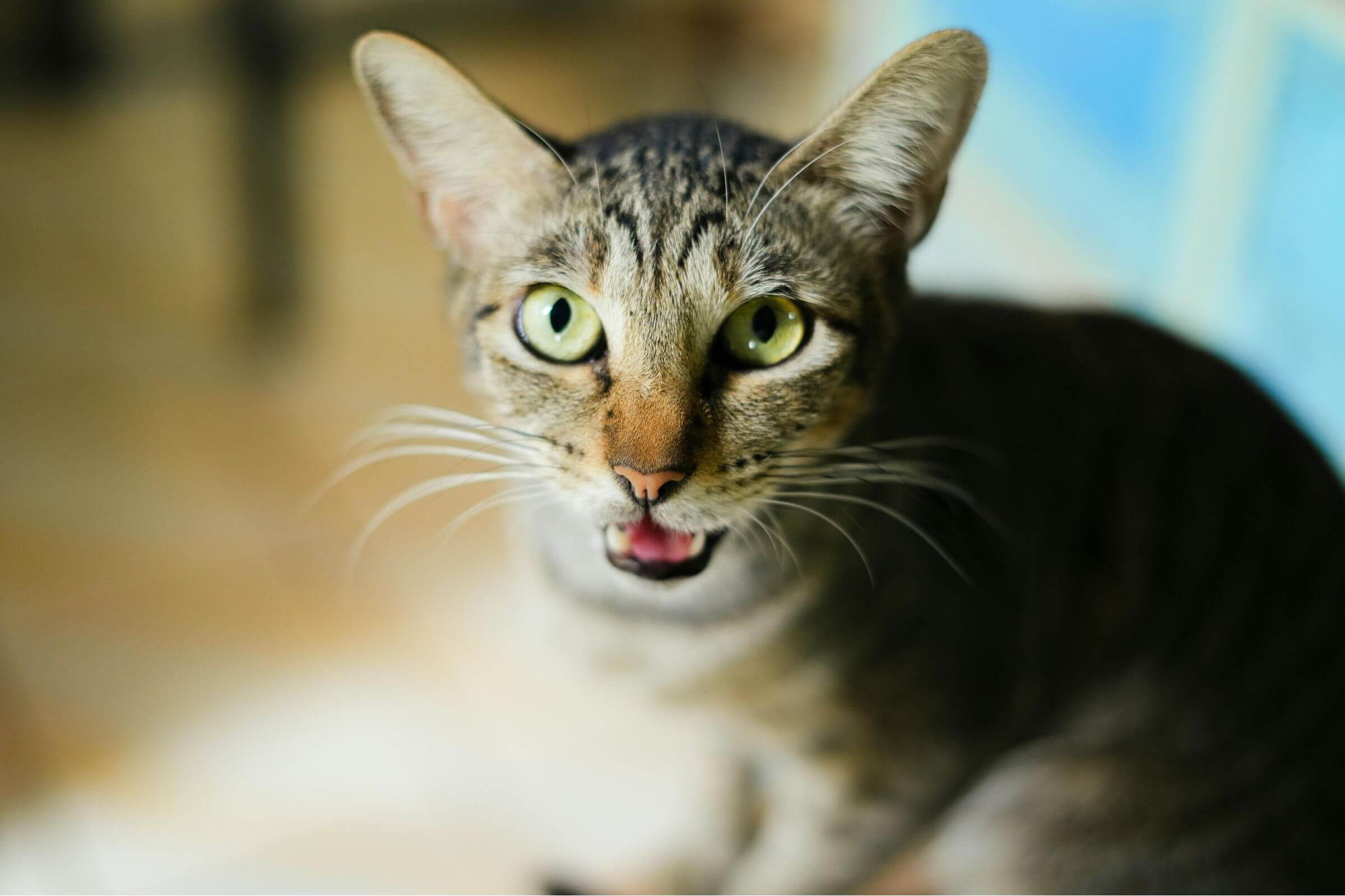 Por que meu gato mia tanto de madrugada? clínica veterinária 24h