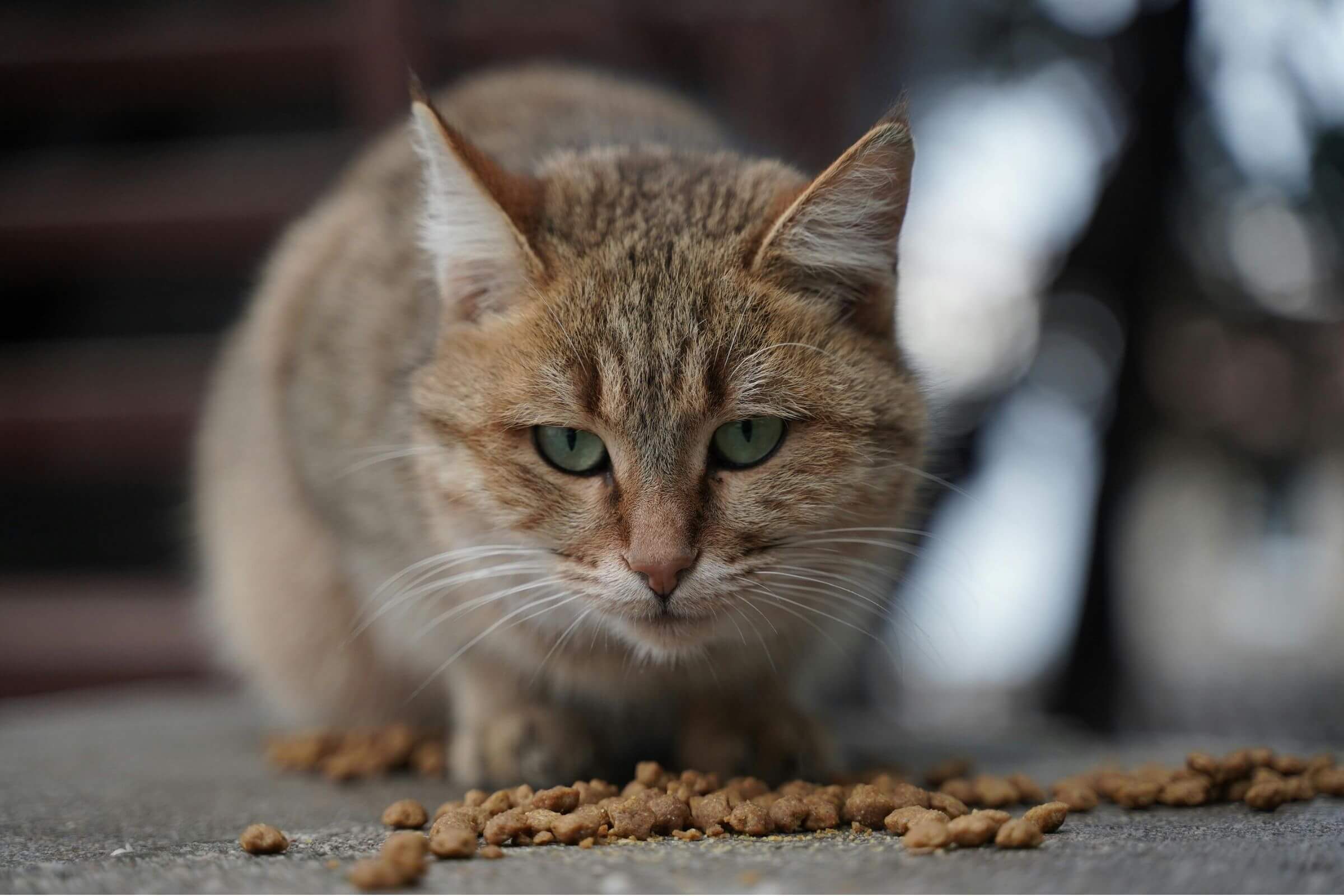Meu gato está vomitando ração inteira: isso é normal? clínica veterinária 24h
