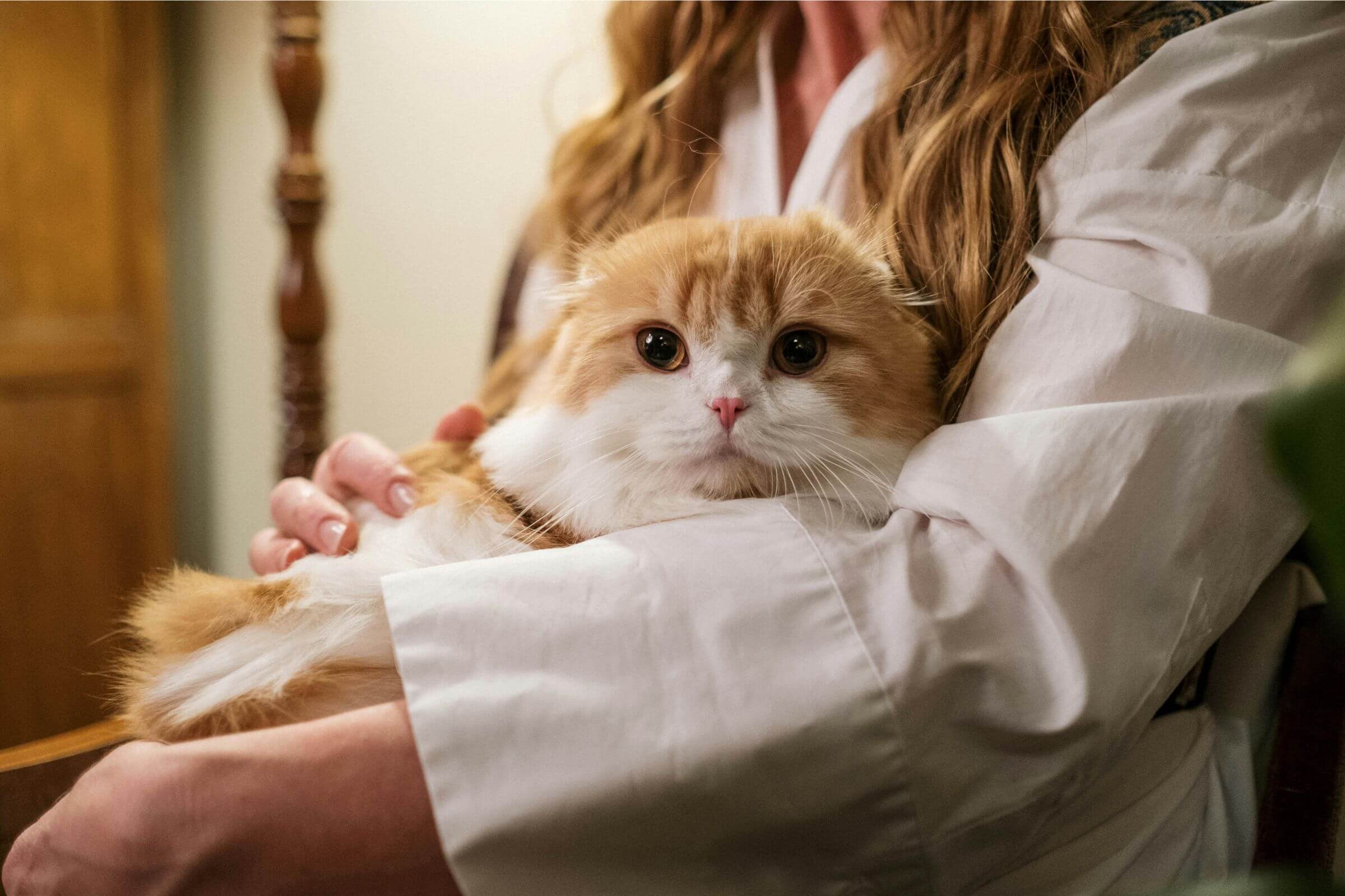 Diabetes felina: como controlar a glicose em casa, clínica veterinária 24h