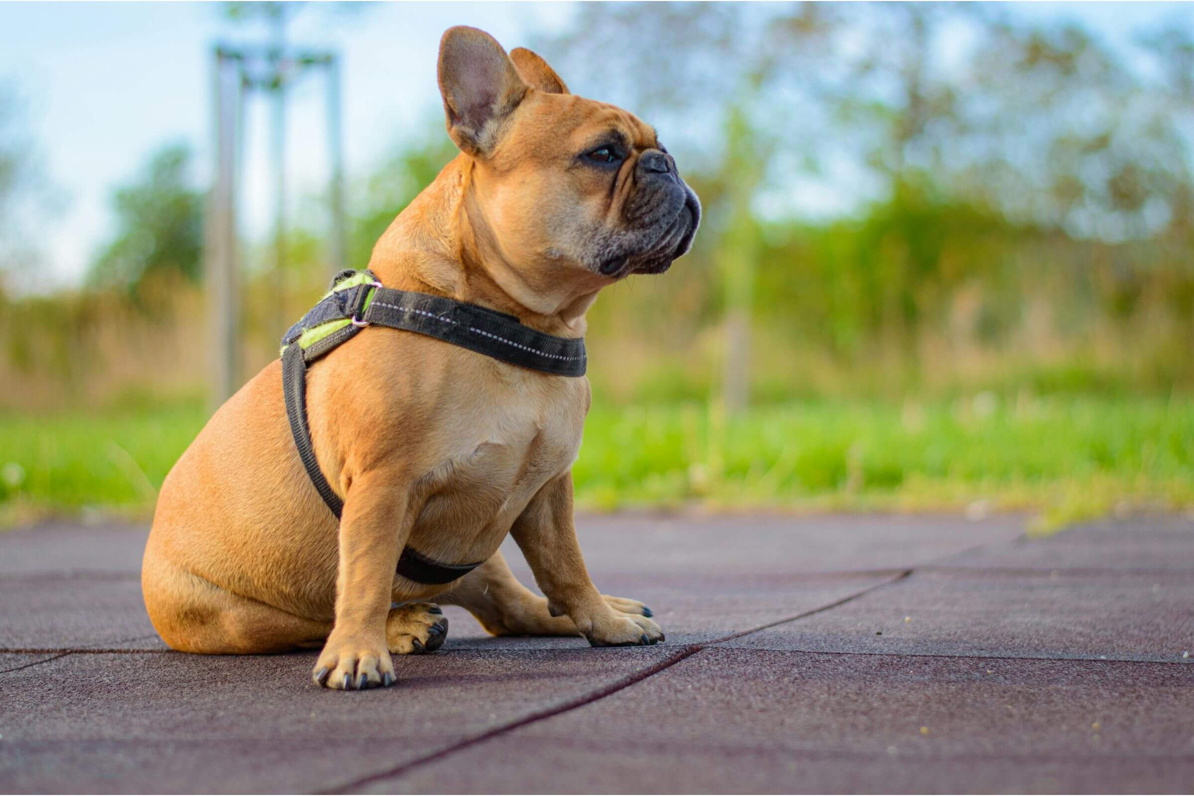 O que significa quando o cachorro se arrasta no chão? clínica veterinária 24h