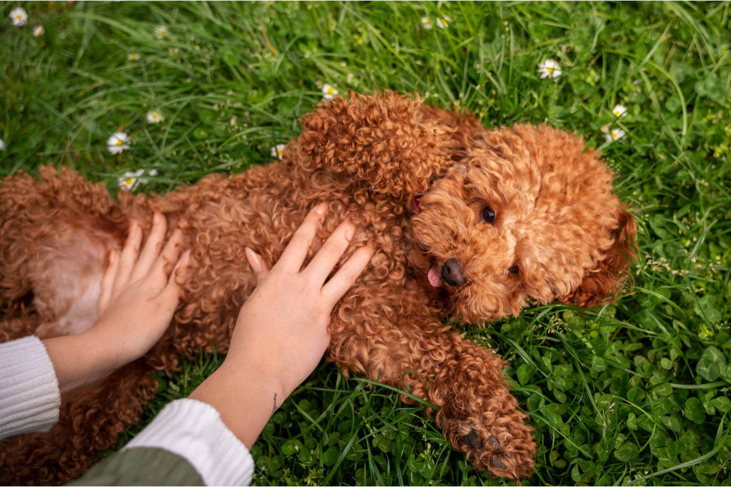 Meu cachorro está com barriga dura: o que pode ser? clínica veterinária 24h
