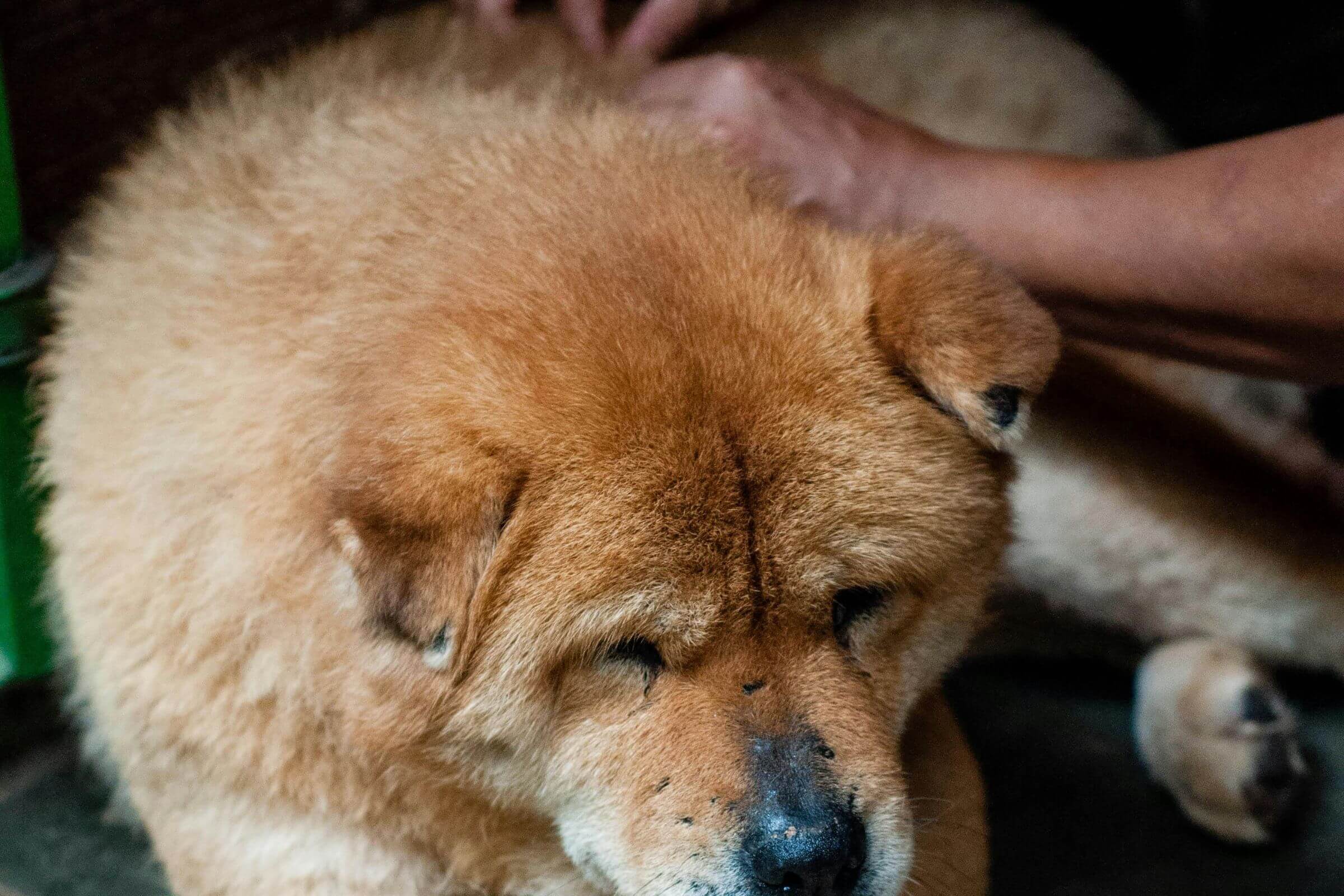 Como identificar a doença do carrapato? clínica veterinária 24h
