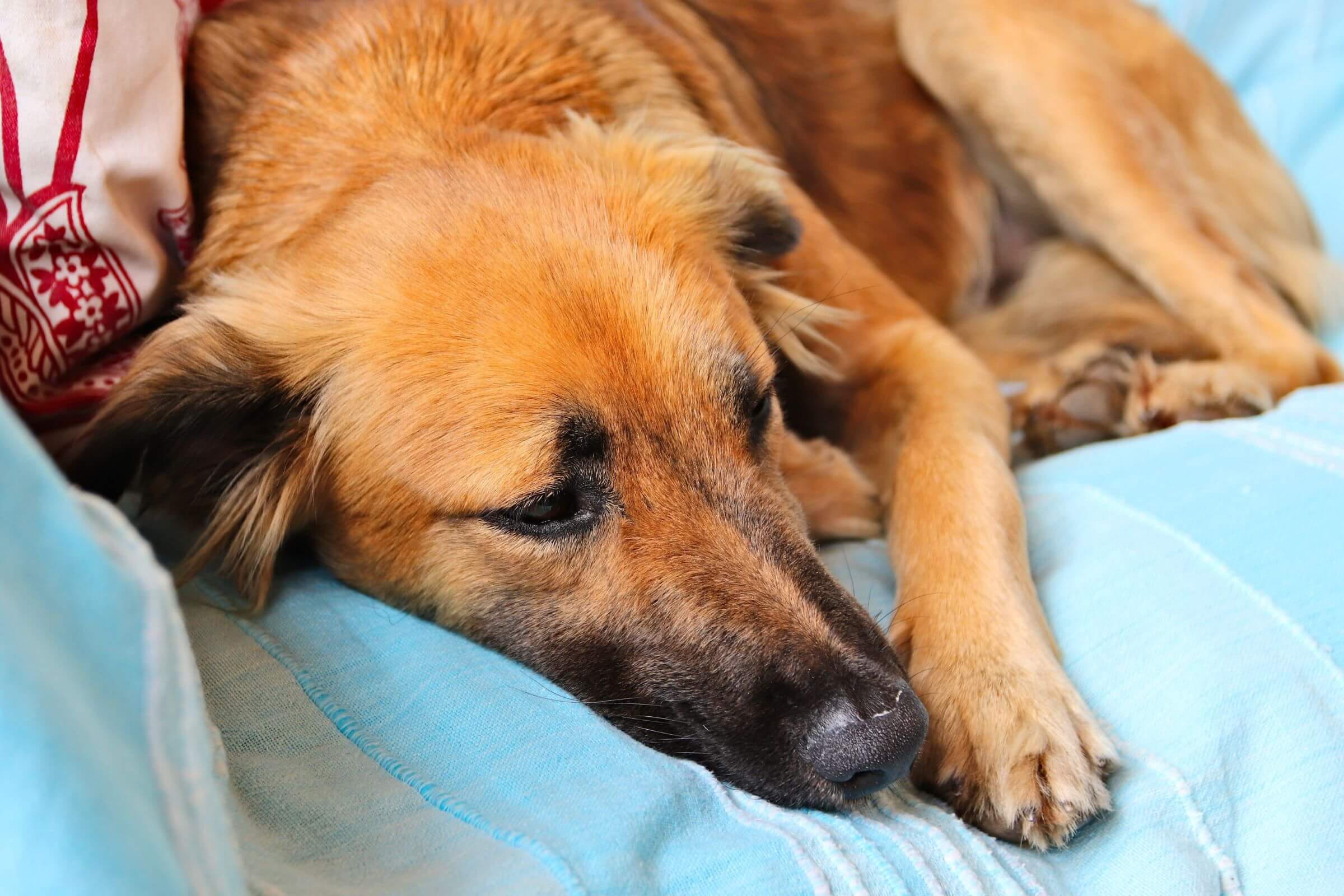 Quais são os sintomas de cinomose? clínica veterinária 24h