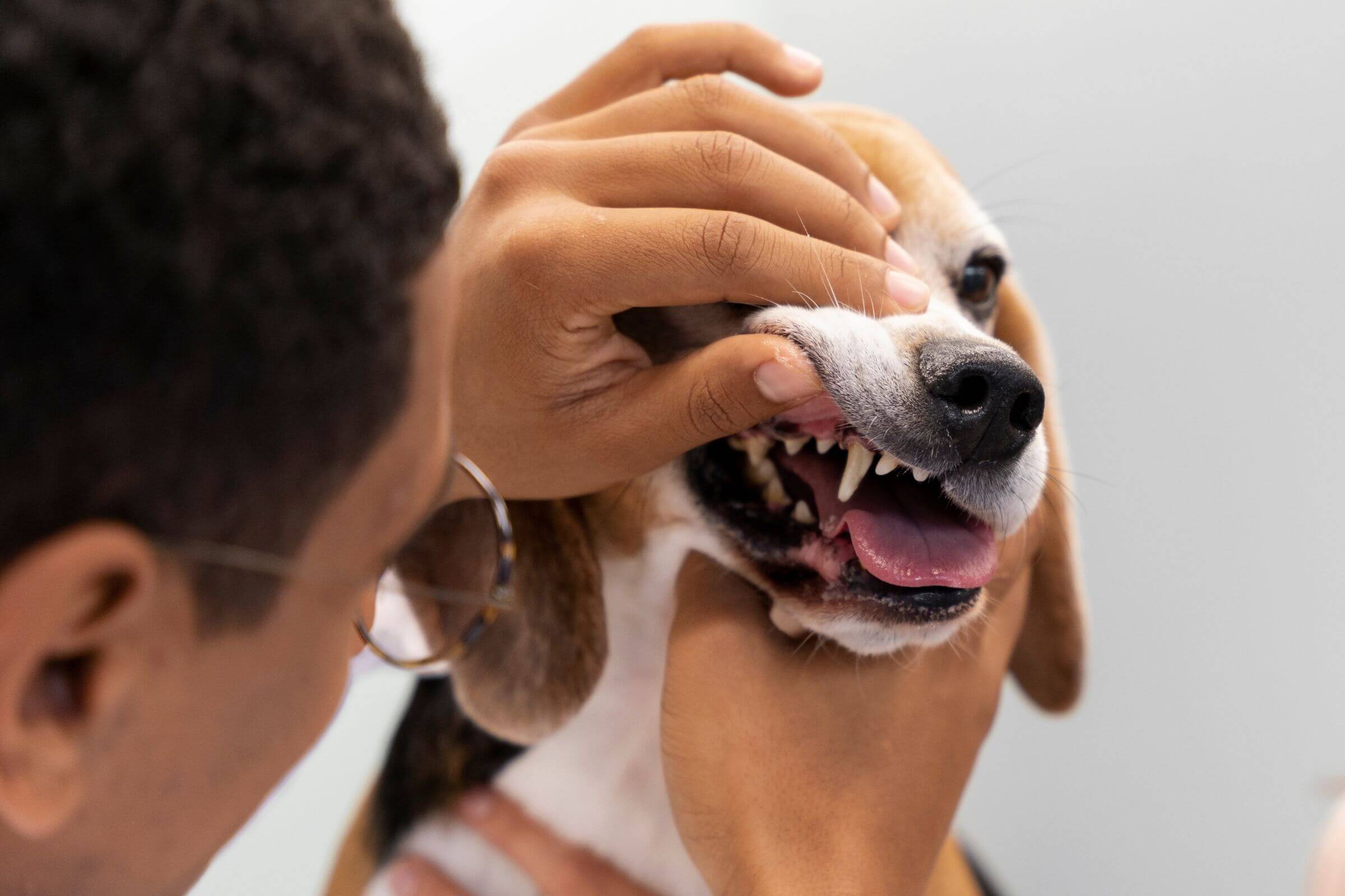 Dentista veterinário em urgências: quando procurar, clínica veterinária 24h