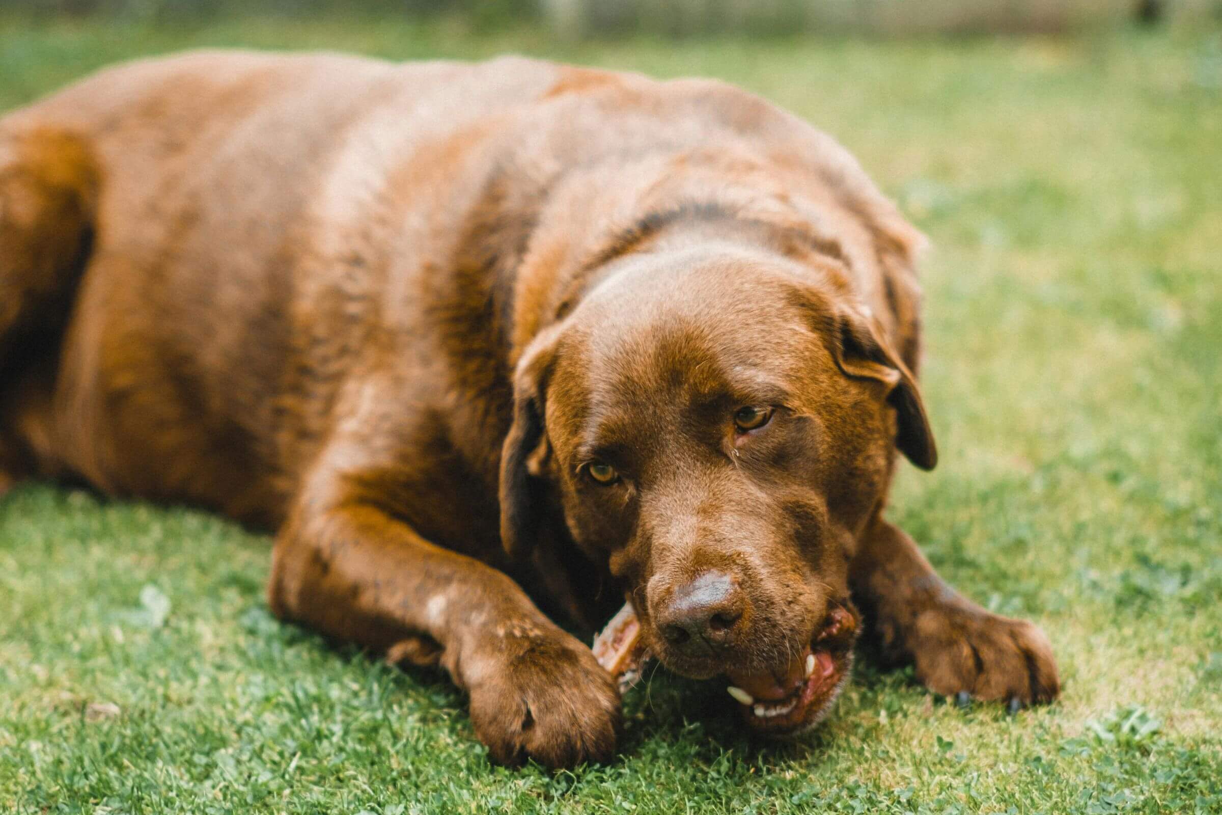 O que fazer se o cachorro engasgar? clínica veterinária 24h