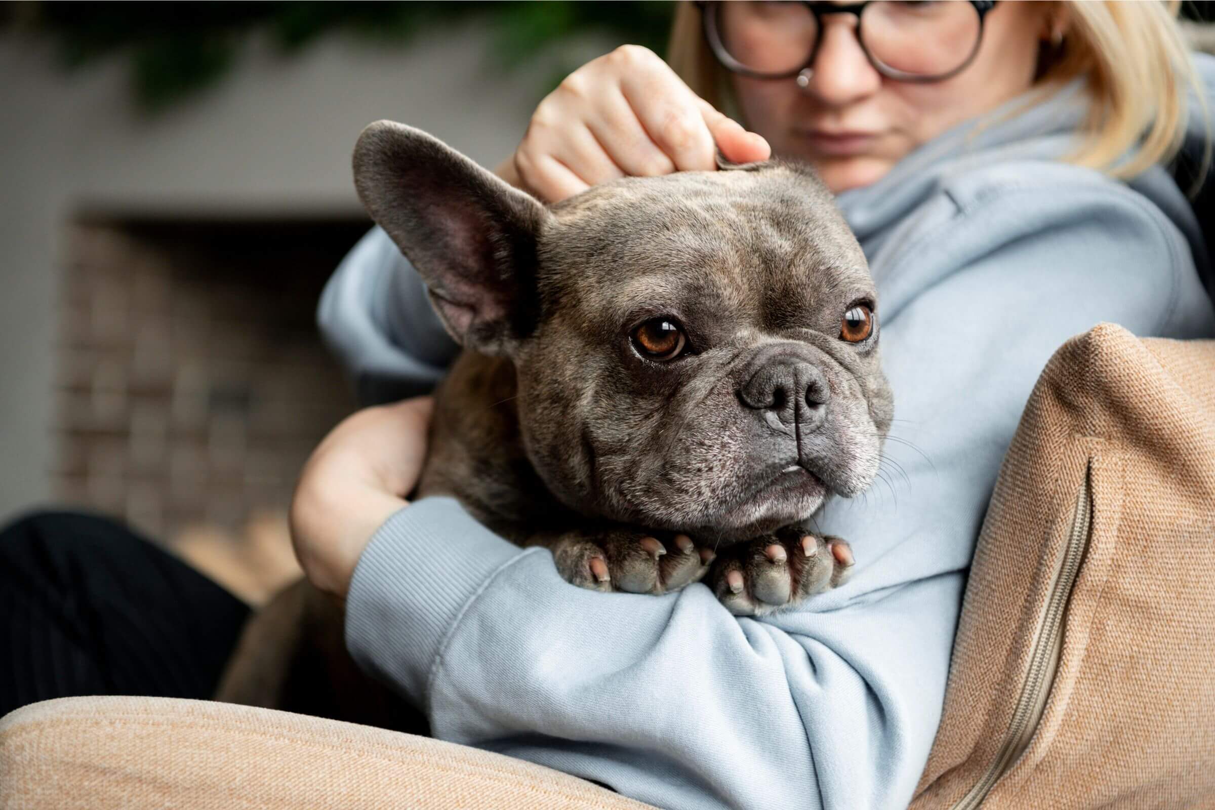 Como saber se meu cachorro está com febre sem termômetro? clínica veterinária 24h