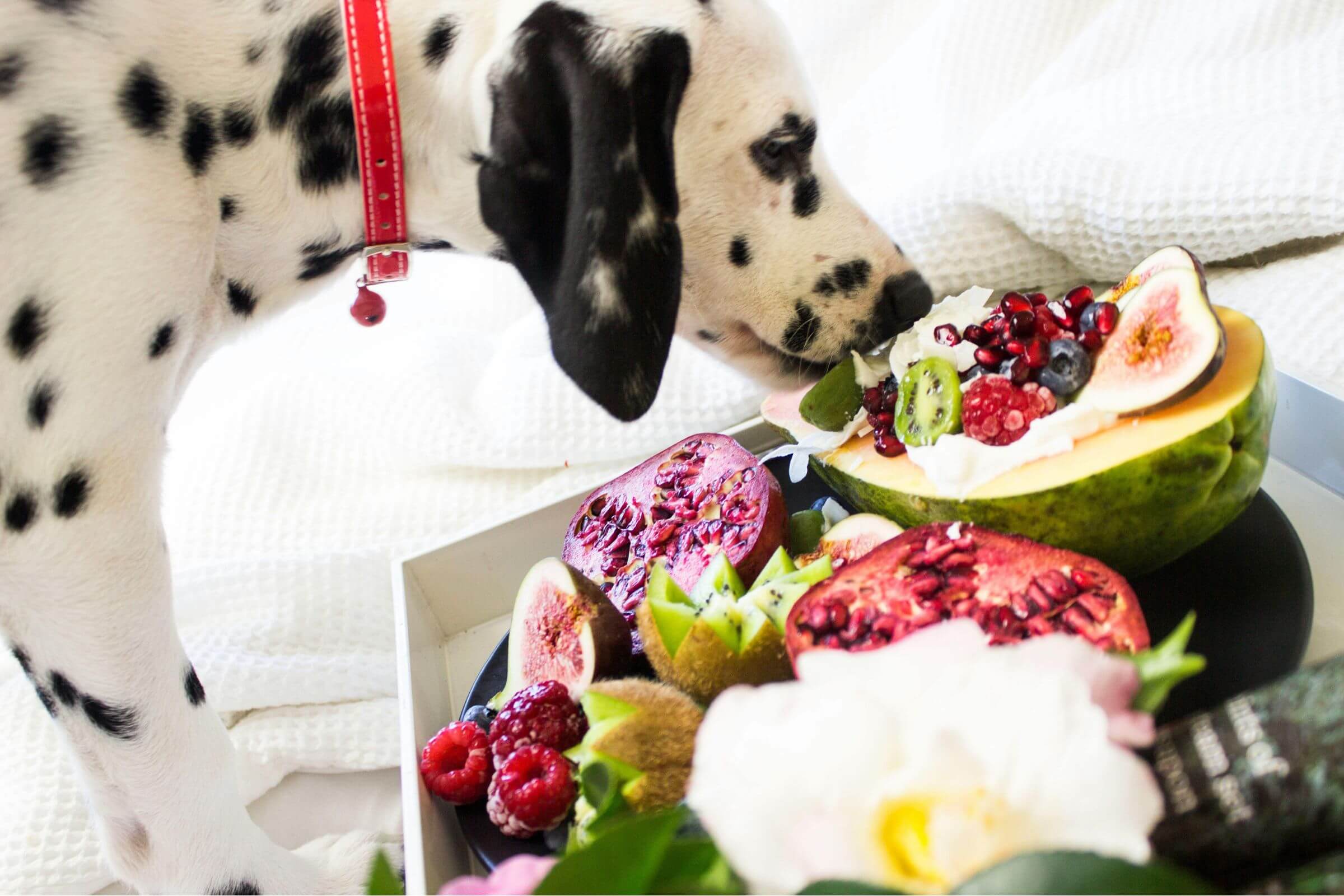 Quais frutas o cachorro pode comer sem risco? clínica veterinária 24h