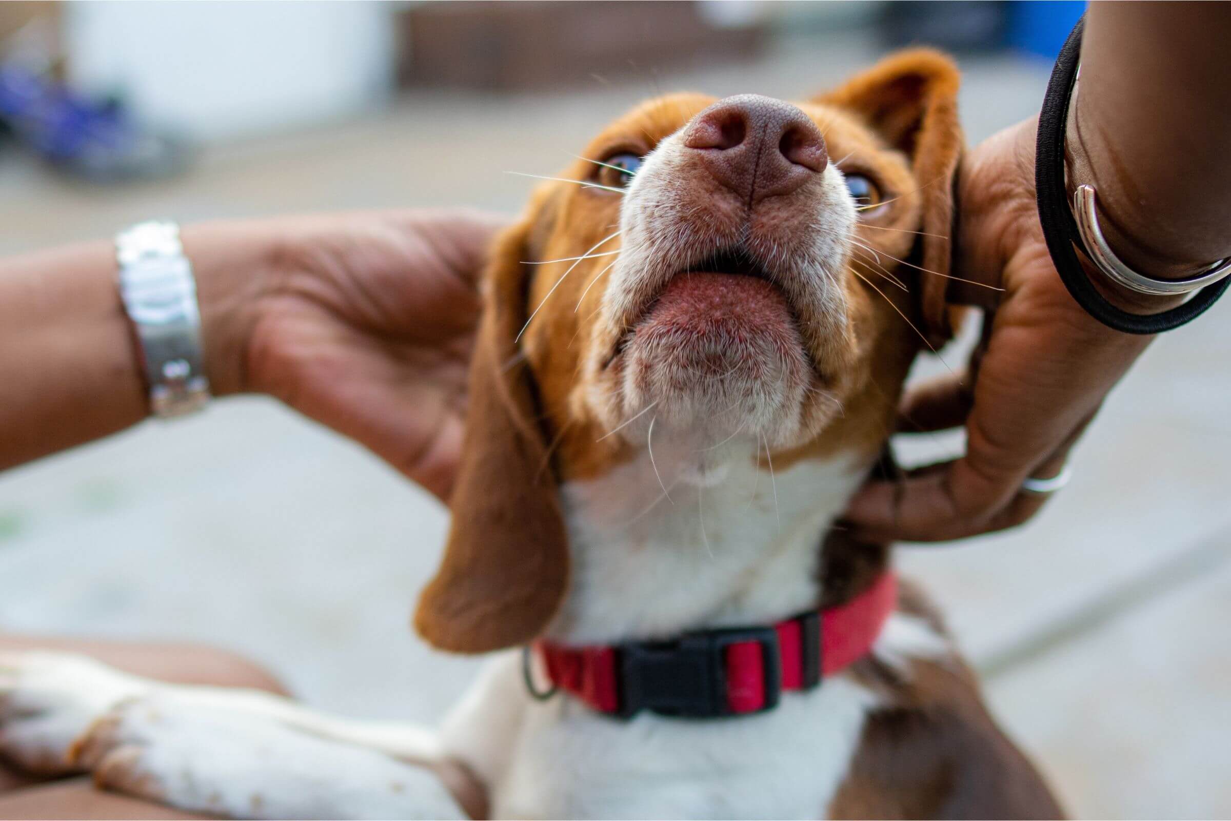 Meu cachorro está com nódulo: pode ser câncer? clínica veterinária 24h