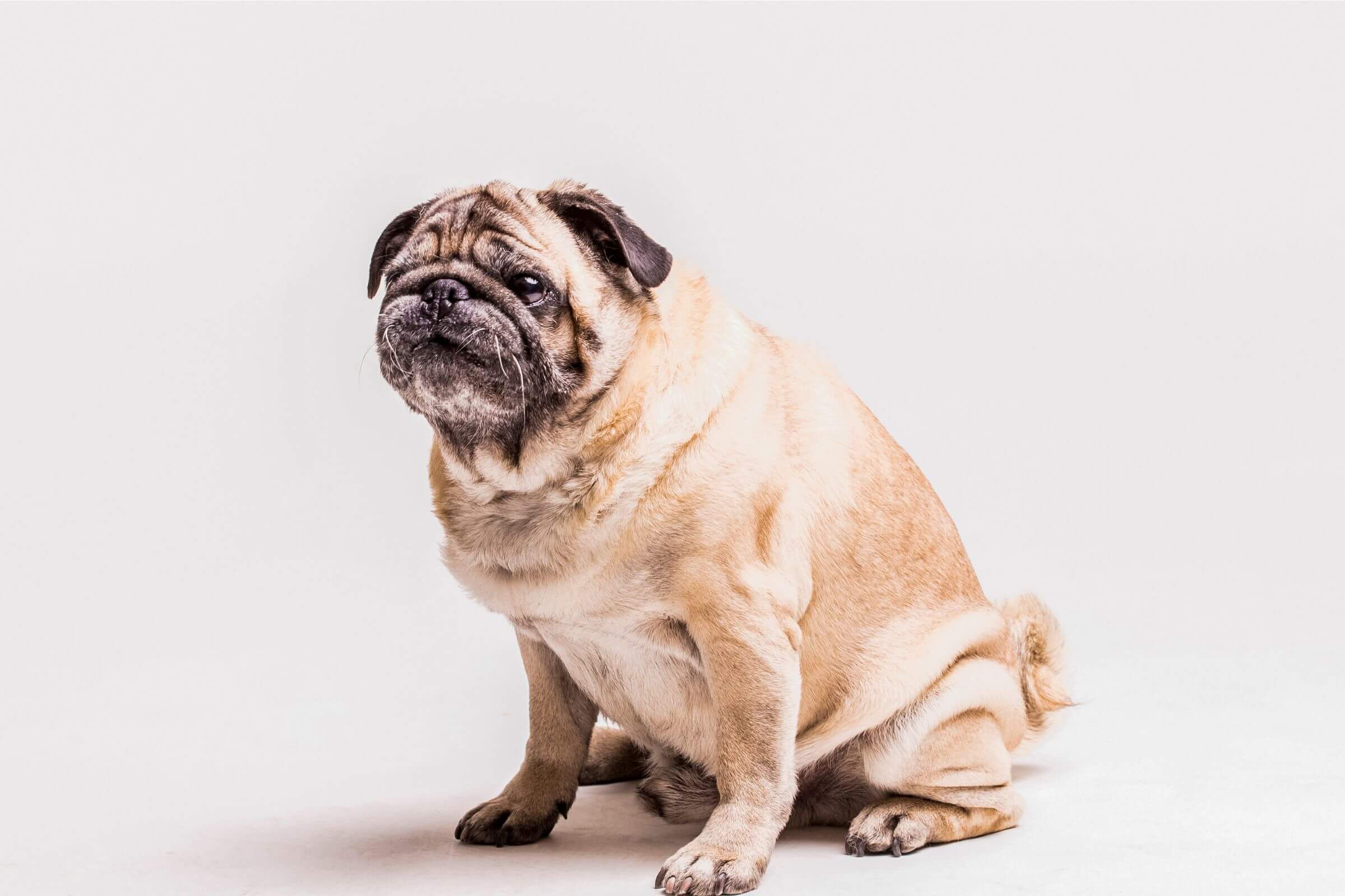 Como prevenir obesidade em cães? clínica veterinária 24h