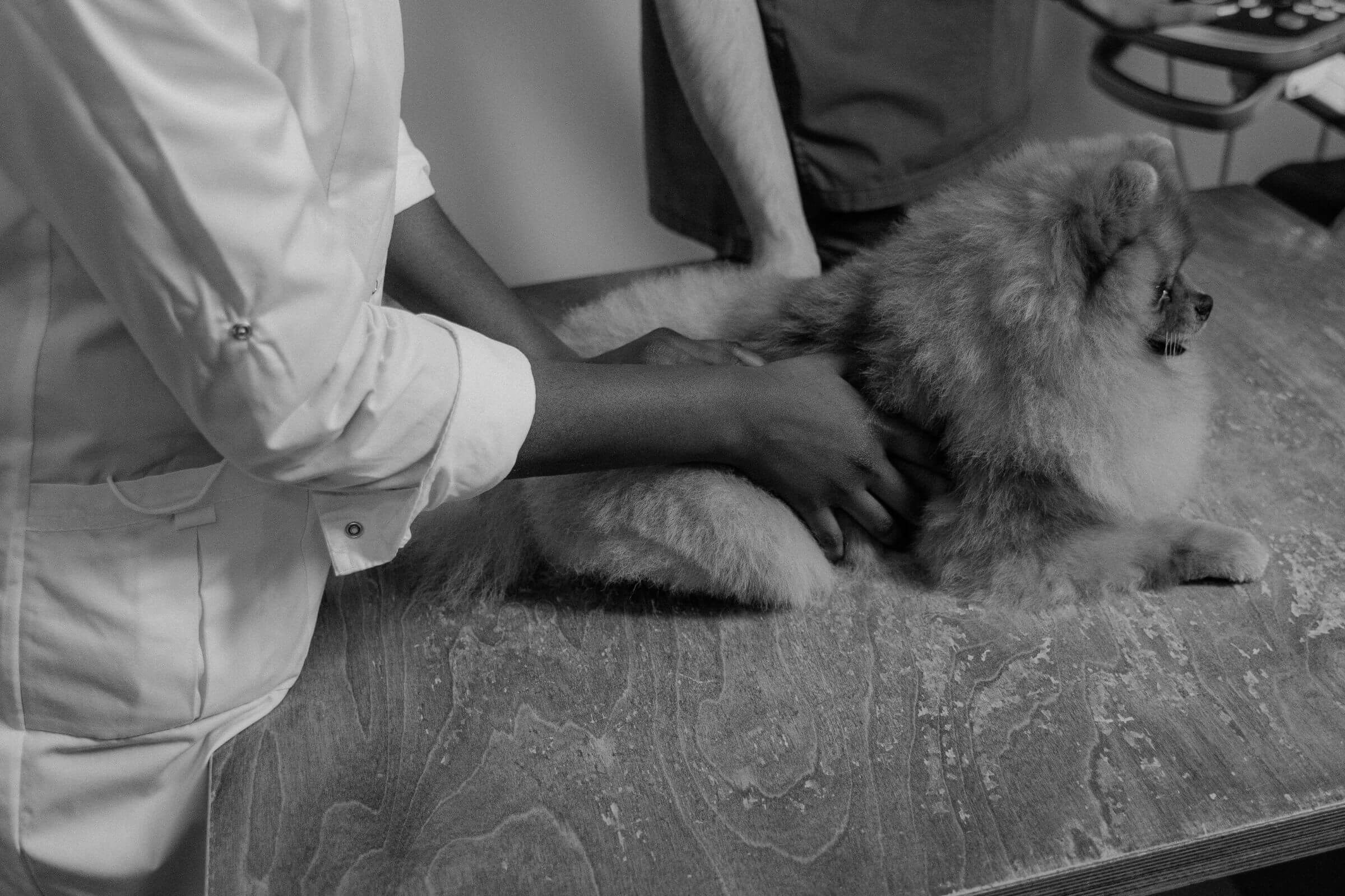 Emergência obstétrica em cadelas e gatas: como agir, clínica veterinária 24h