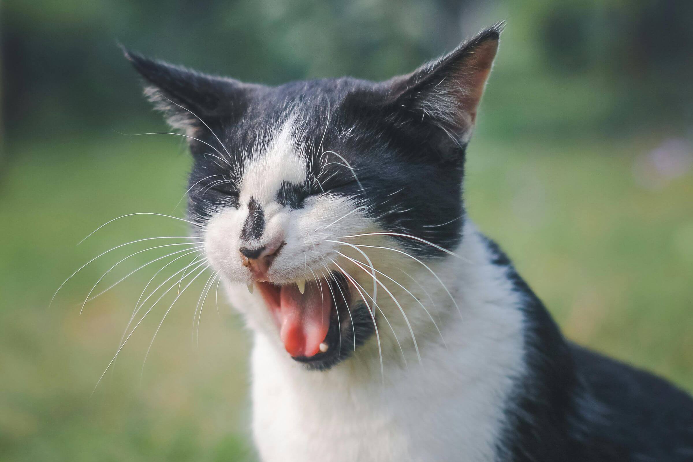 Gato intoxicado: como o veterinário de emergência atende, clínica veterinária 24h