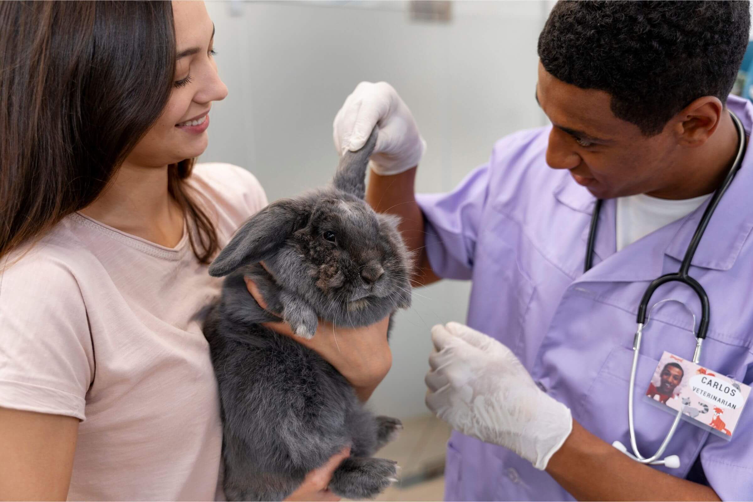 Hospital veterinário atende animais exóticos? clínica veterinária 24h