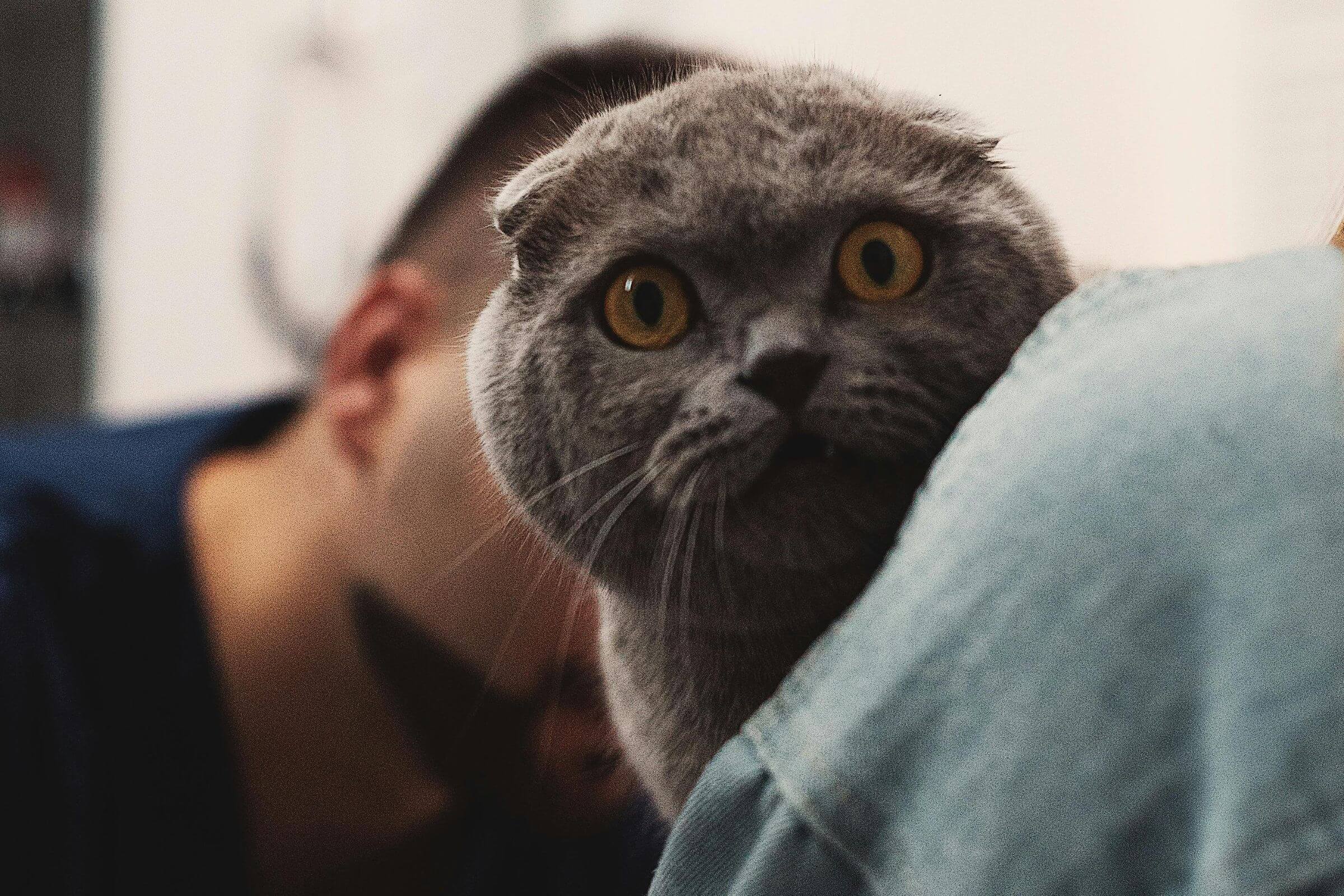 Gato com dificuldade para respirar: atendimento 24h é vital, clínica veterinária 24h