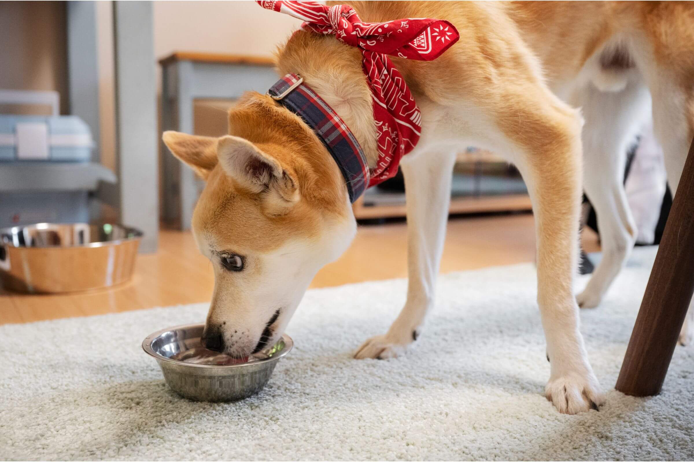 Como saber se o cachorro tem alergia alimentar? clínica veterinária 24h
